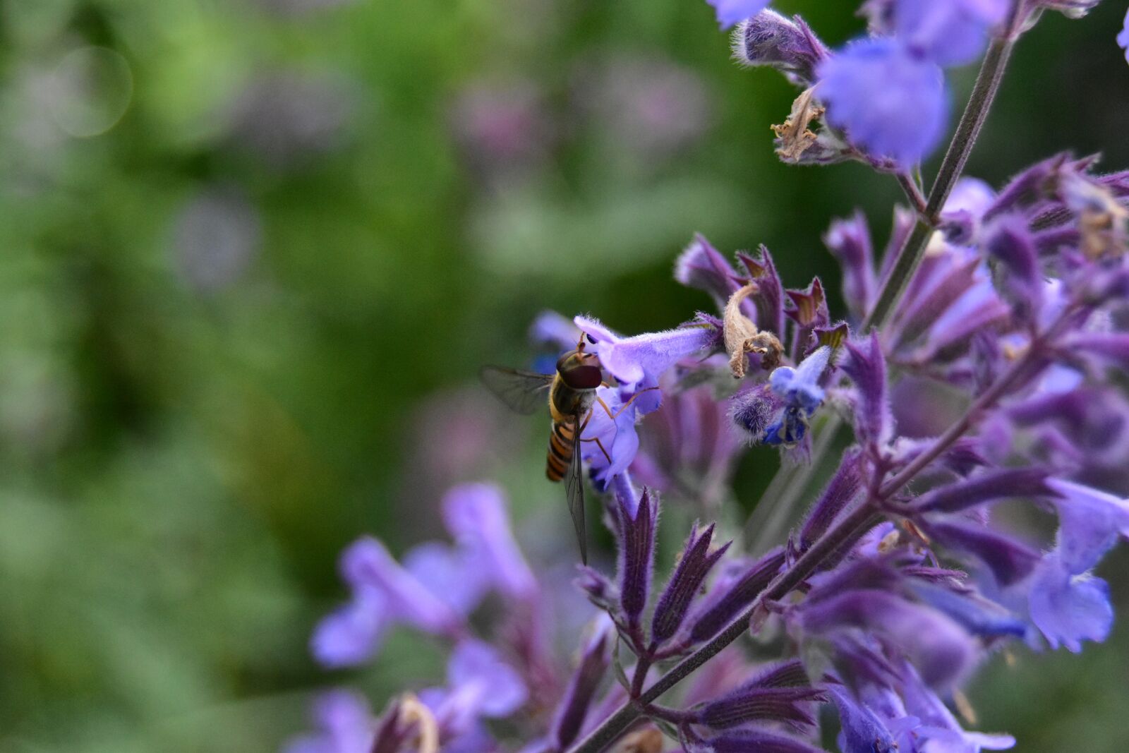 Nikon D5600 sample photo. Hover fly, on flower photography