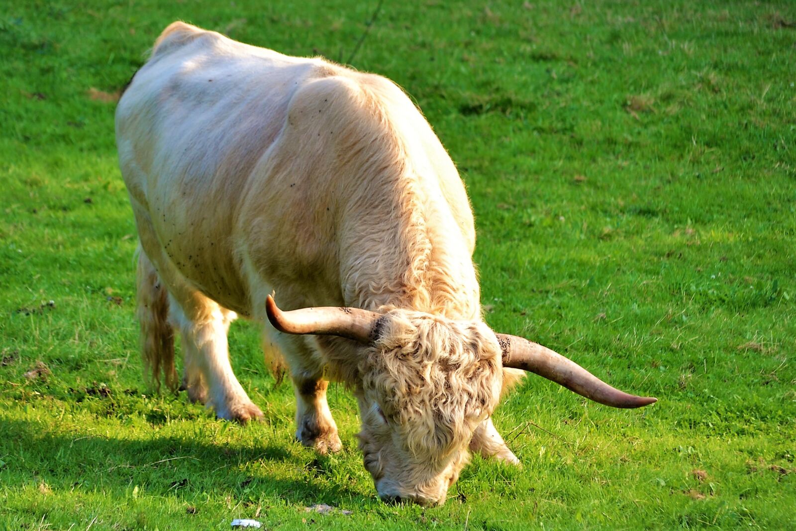 Nikon D3100 sample photo. Beef, cow, cattle photography