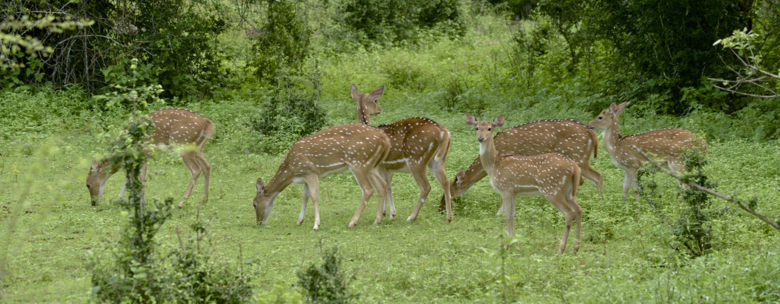 Nikon D800 sample photo. Deers, sri, lanka, vishnu photography