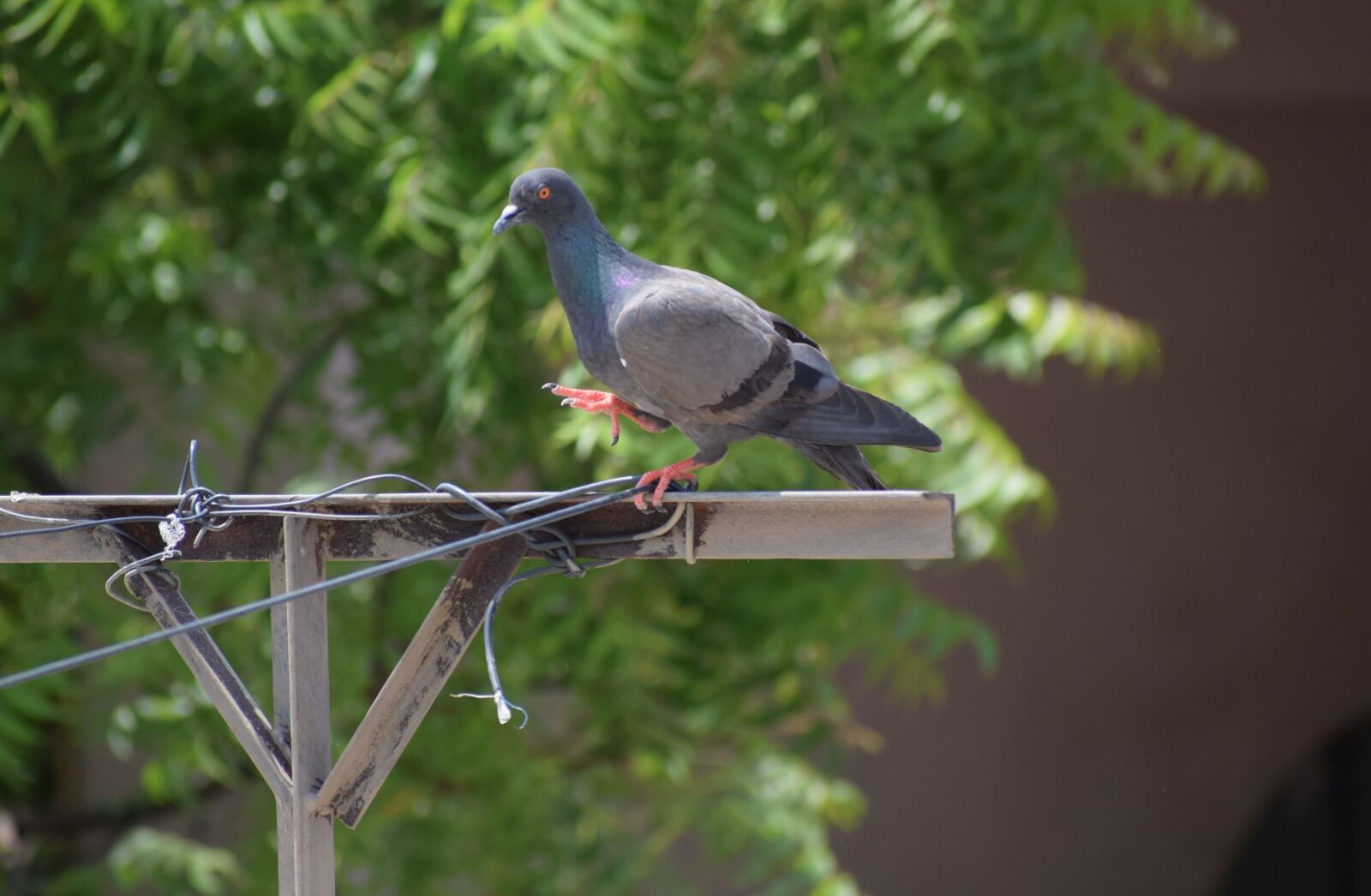 Nikon D3300 sample photo. Parrot, sunlight, summer photography
