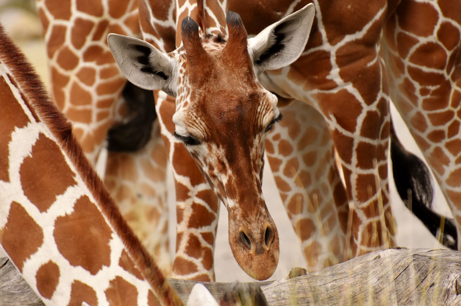 Nikon D7200 sample photo. Giraffes, wild animal, stains photography