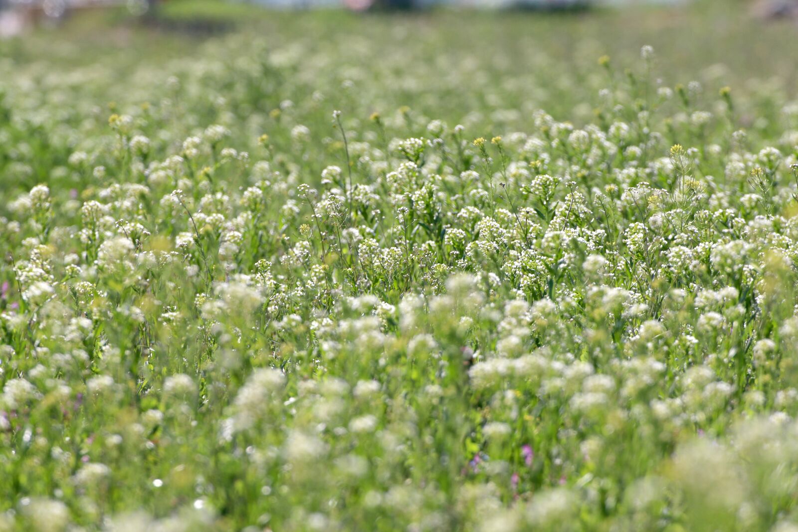 Canon EOS 70D sample photo. Flowers, nature, park photography
