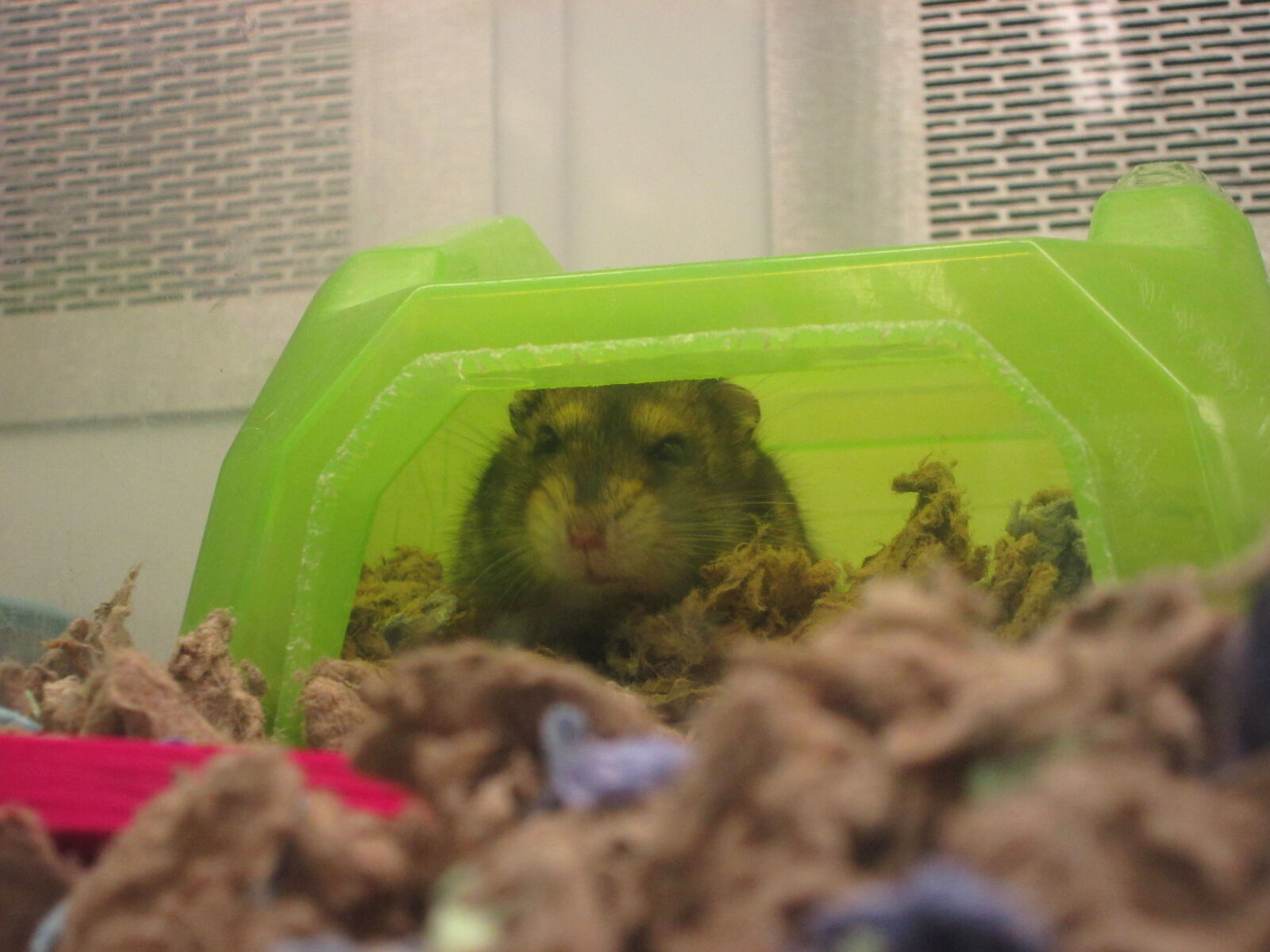 Canon PowerShot A2300 sample photo. Hamster in petco photography
