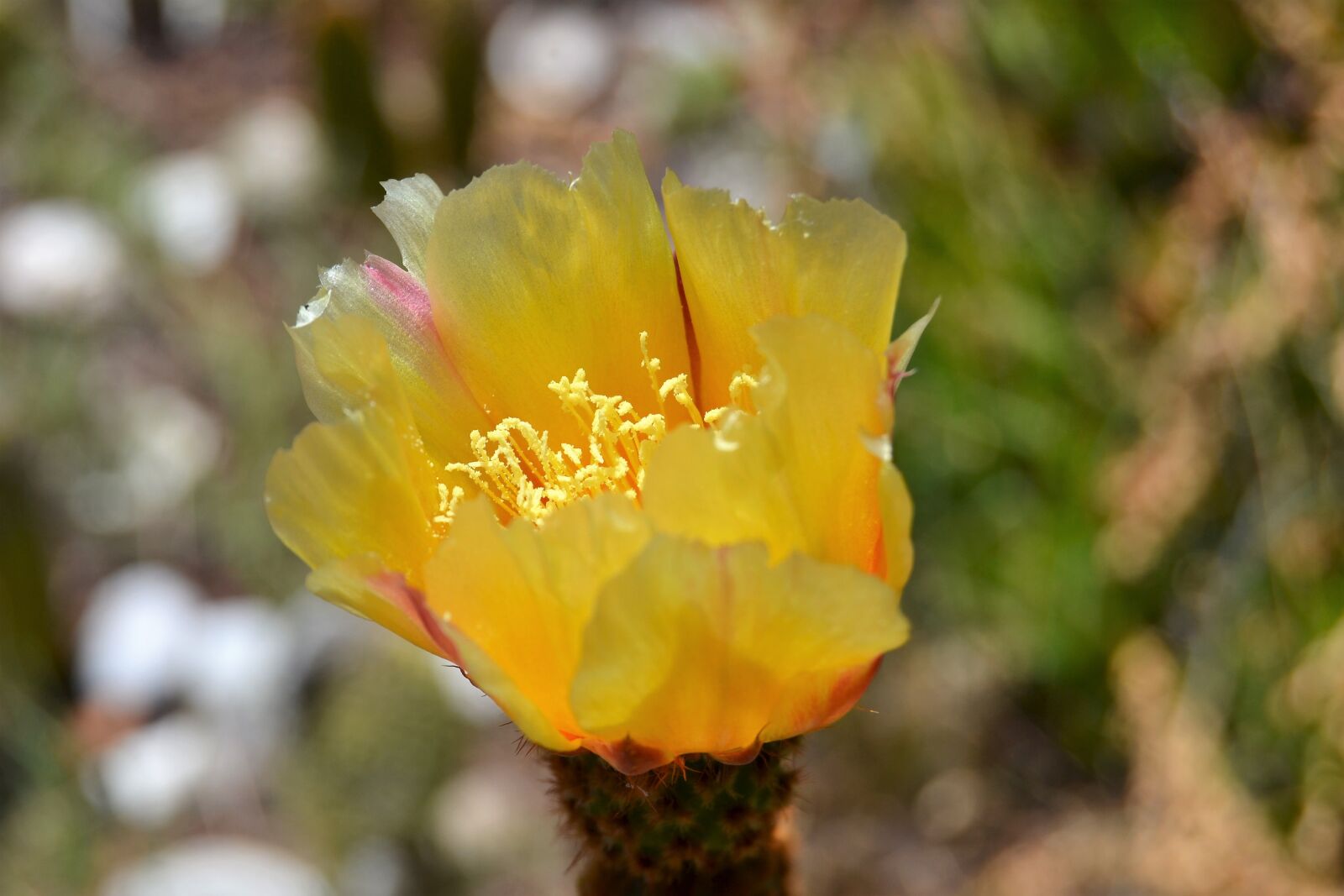Nikon D3100 sample photo. Flower, cactus, flowering cactus photography