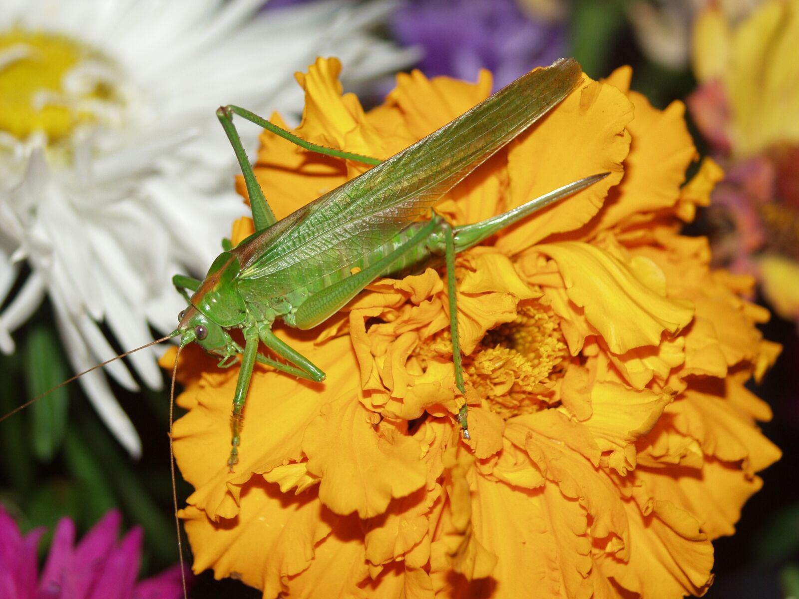 Olympus E-20,E-20N,E-20P sample photo. Macro, grasshopper, green photography