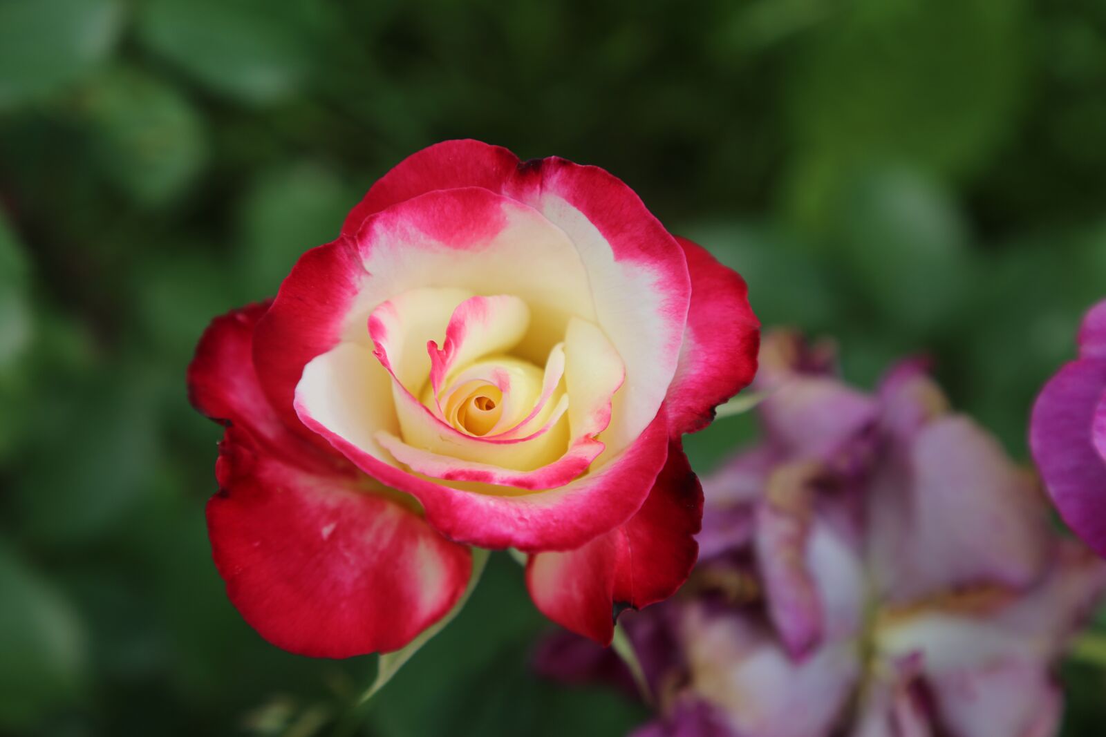 Canon EF 24-105mm F4L IS USM sample photo. Rose, spring, plant photography