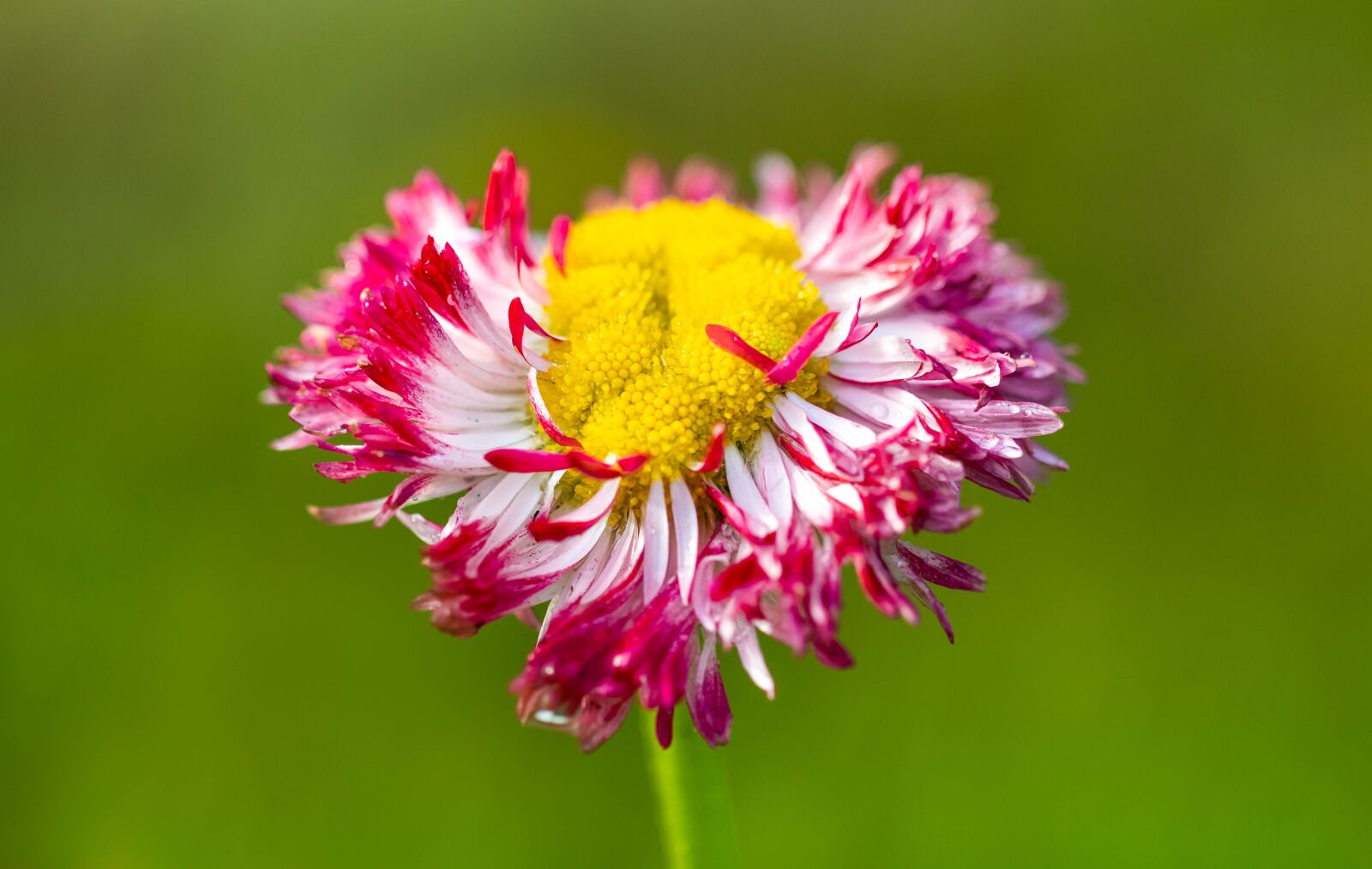 Canon EF 100mm F2.8L Macro IS USM sample photo. Daisy, nature, flower photography