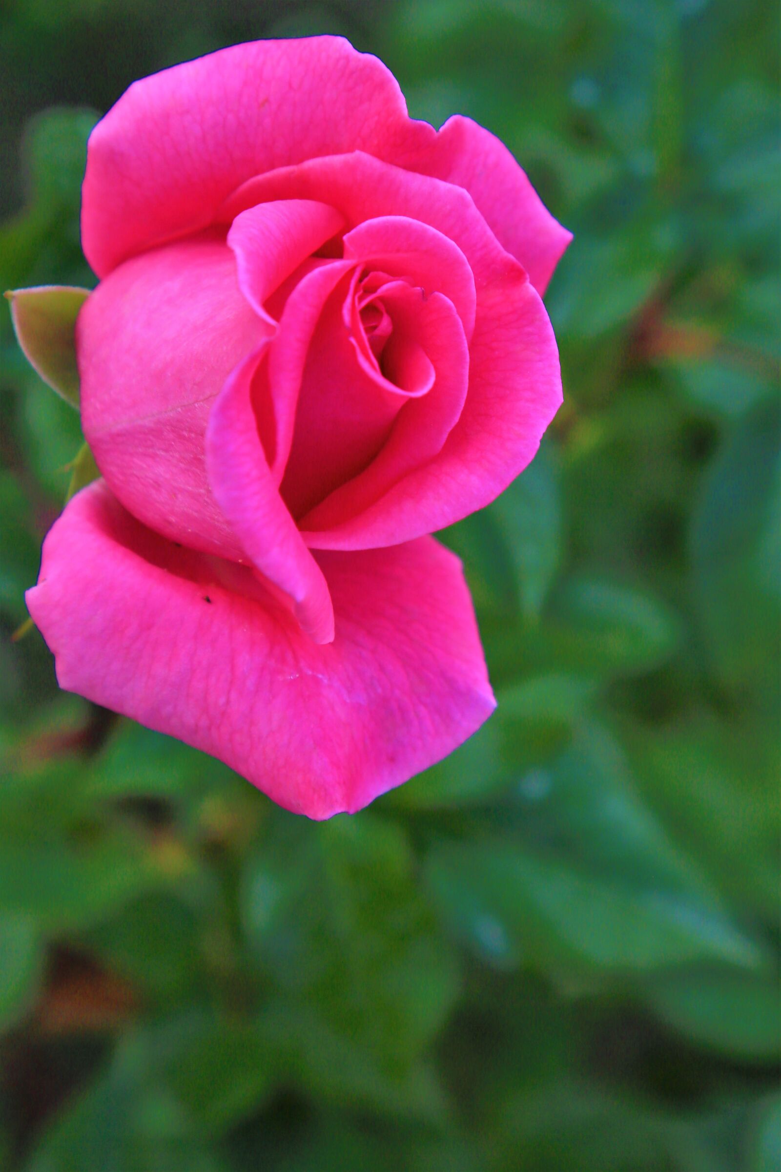 Canon EF 24-105mm F4L IS USM sample photo. Rose, spring, flower photography