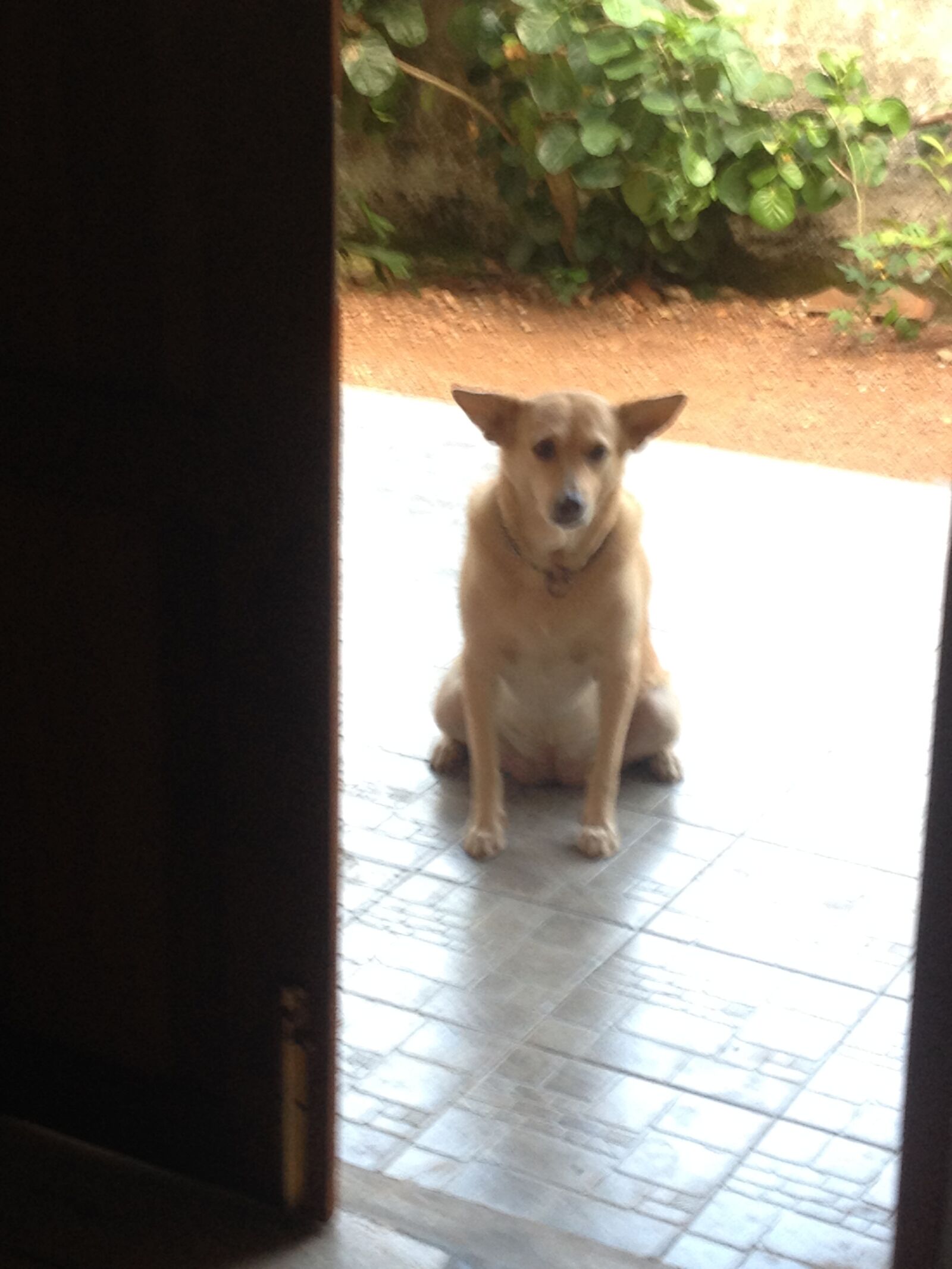 iPhone 4S back camera 4.28mm f/2.4 sample photo. Dog, housedog, sweet photography
