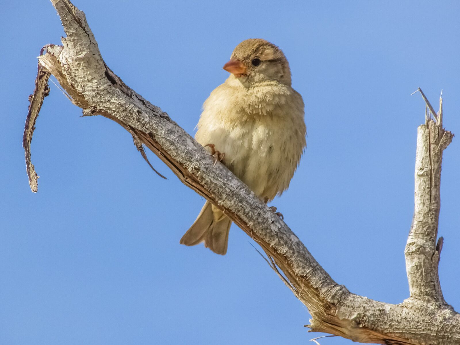 Canon PowerShot SX400 IS sample photo. Sparrow, bird, wildlife photography