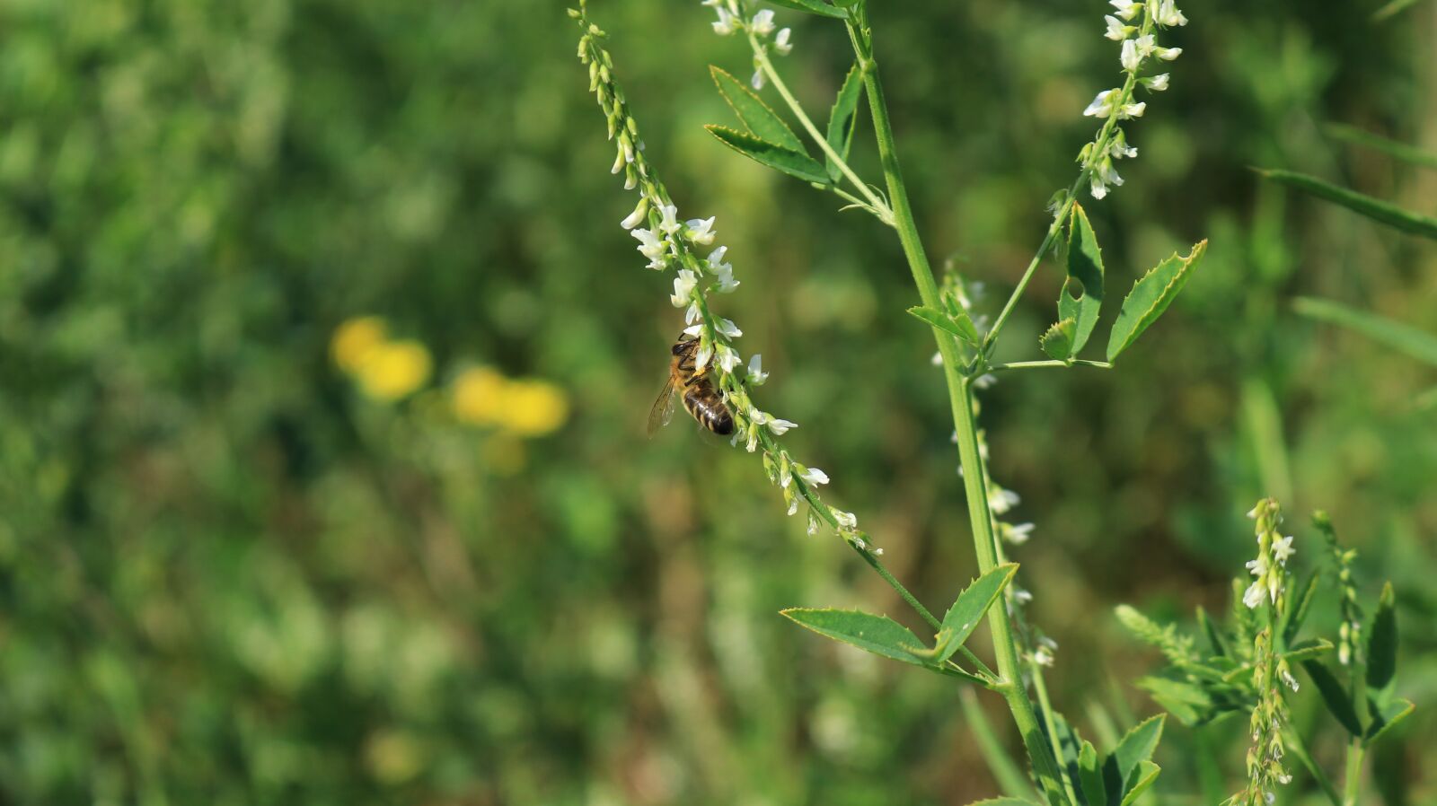 Canon EOS 80D sample photo. Bee, plant, flower photography