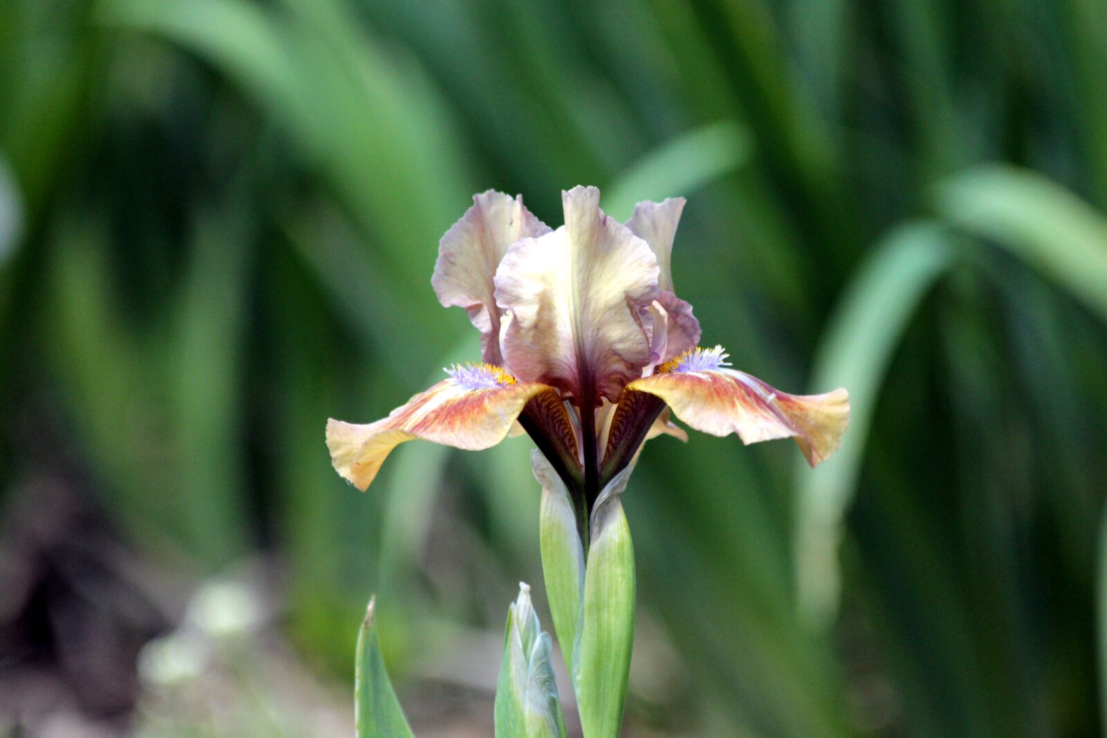Canon EOS 650D (EOS Rebel T4i / EOS Kiss X6i) sample photo. Iris, flower, spring flowers photography