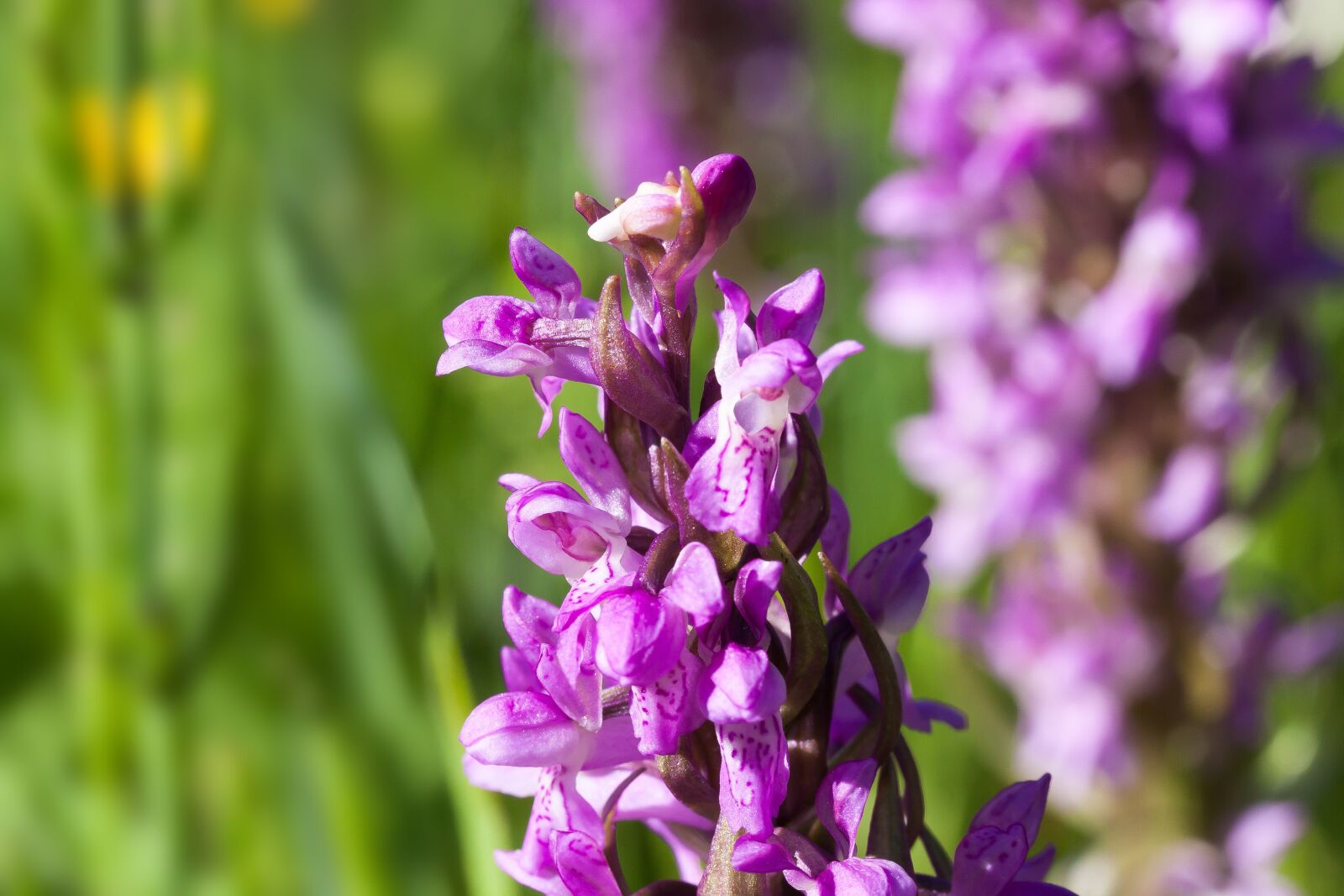 Canon EF-S 60mm F2.8 Macro USM sample photo. Meadow, orchid, wild flower photography