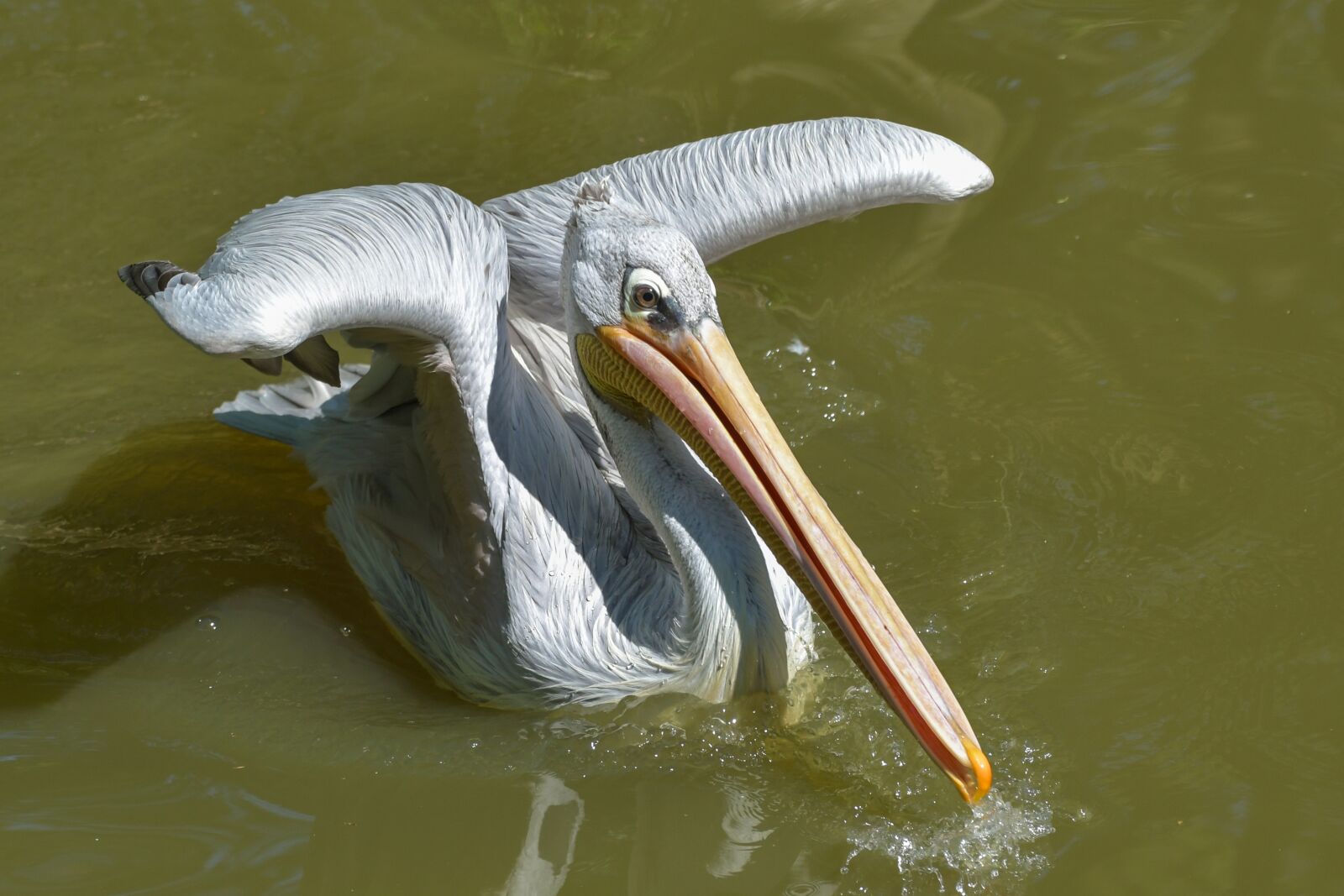 Nikon D500 sample photo. Pelican, bird, pelican backpack photography