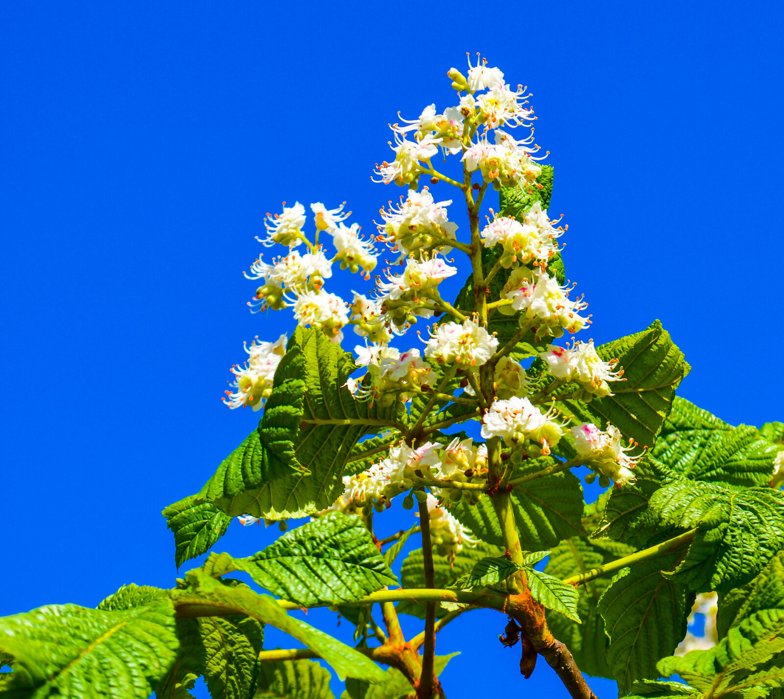 Nikon D3200 sample photo. Flowers, green, sky, tree photography
