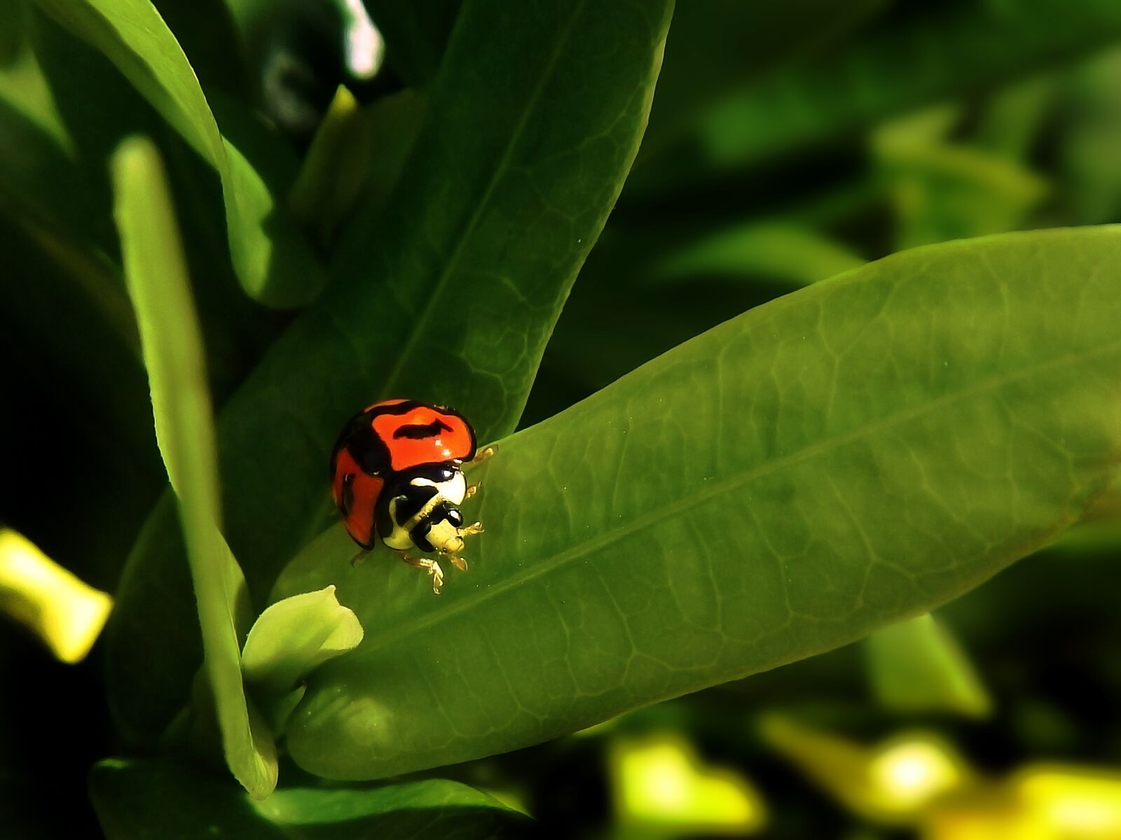 Nikon Coolpix AW110 sample photo. Ladybug, coquito, green photography