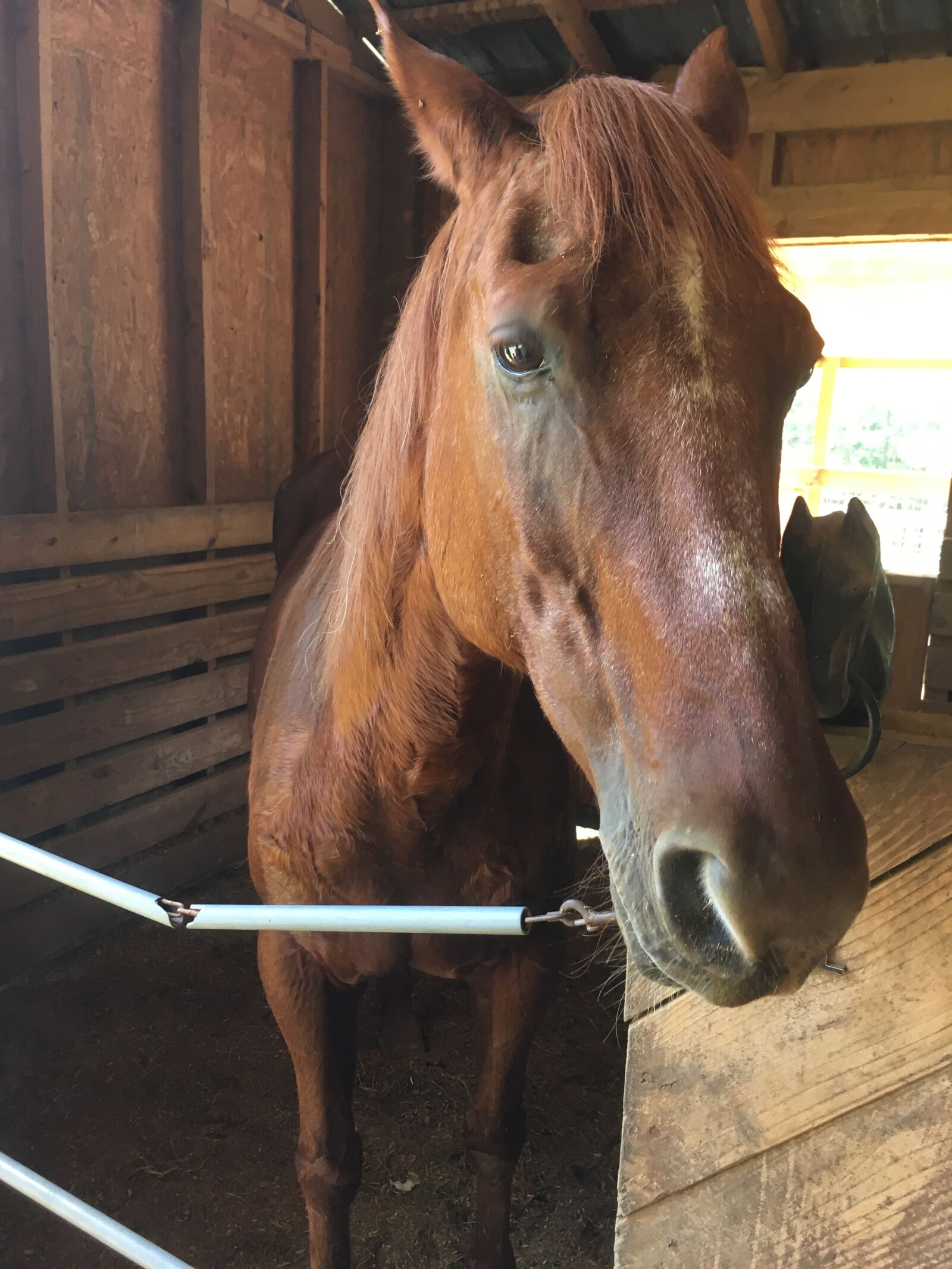 iPhone SE back camera 4.15mm f/2.2 sample photo. Horse, barn, mare photography