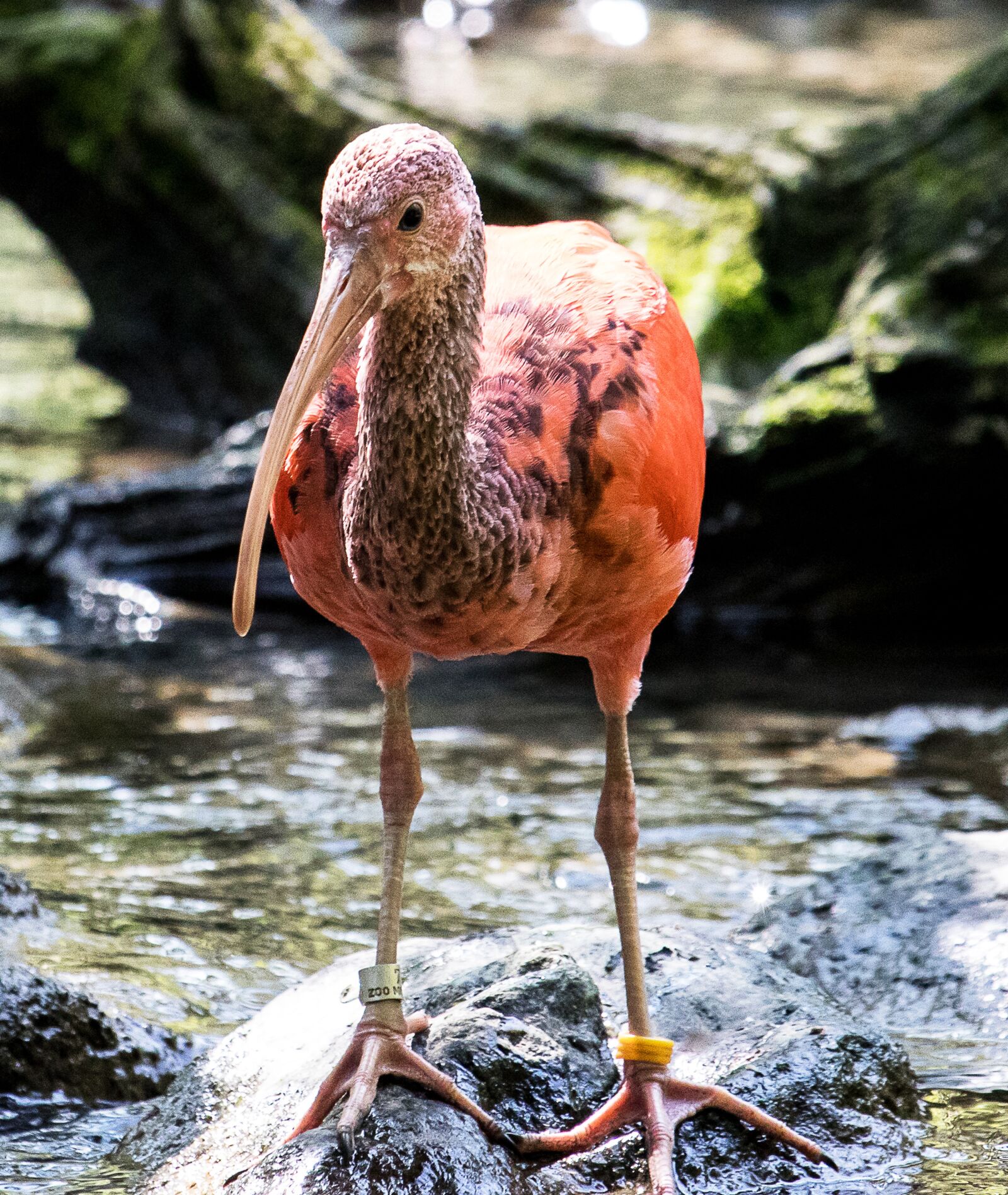 Canon EF-S 55-250mm F4-5.6 IS STM sample photo. Ibis, bird, animal photography