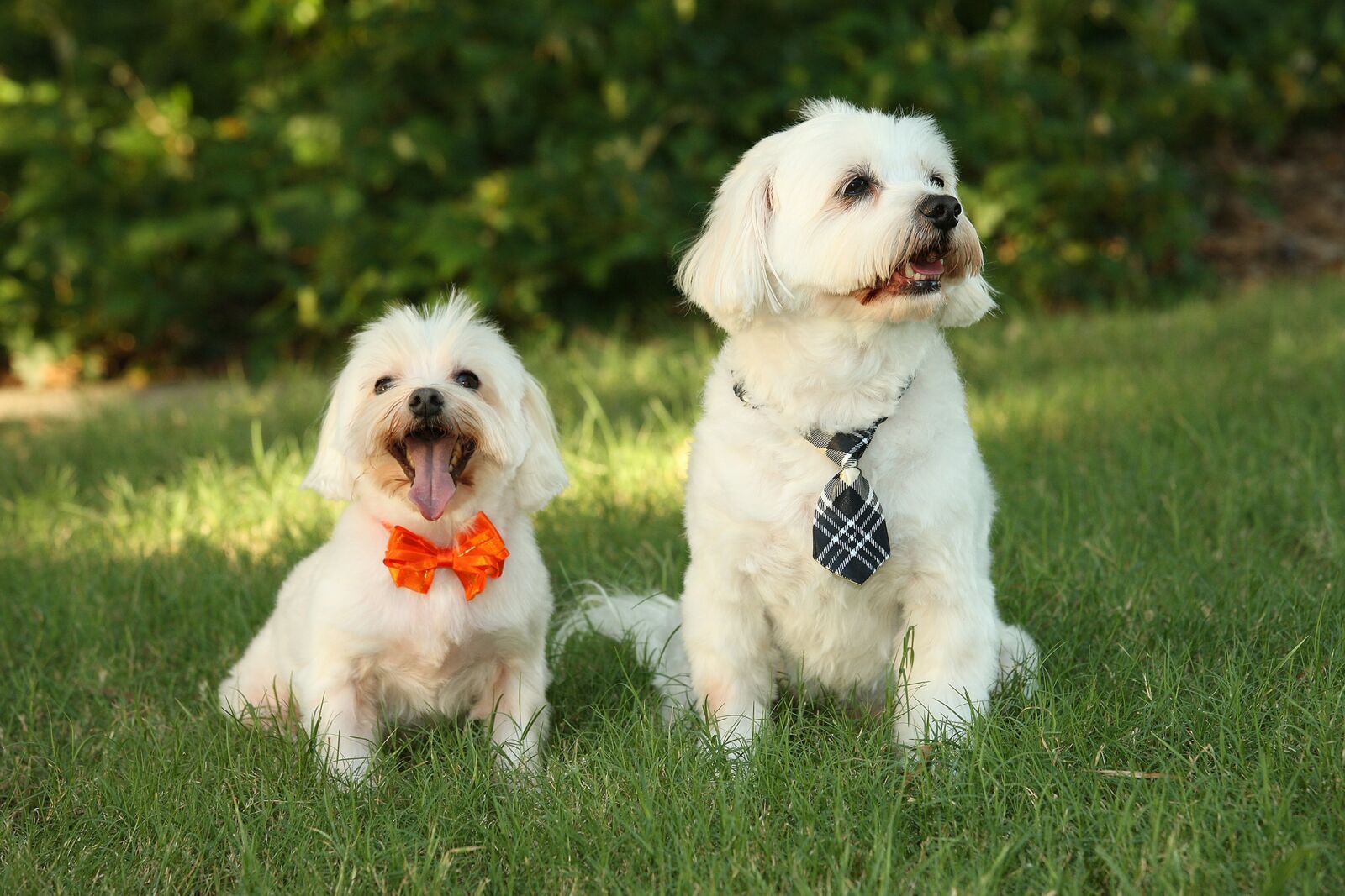 Canon EOS-1Ds Mark III sample photo. Dogs, outdoors, pets photography