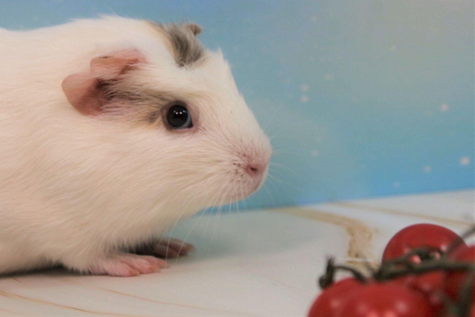 Canon EOS 700D (EOS Rebel T5i / EOS Kiss X7i) sample photo. Guinea pig, sweet, nager photography