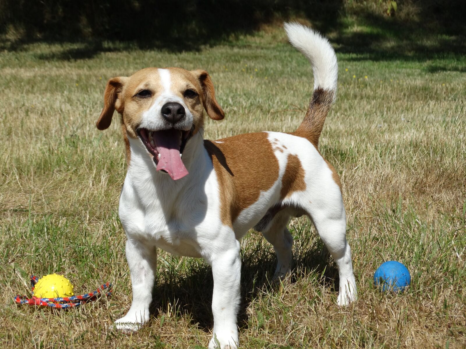 Sony Cyber-shot DSC-HX300 sample photo. Jack russell, dog, terrier photography