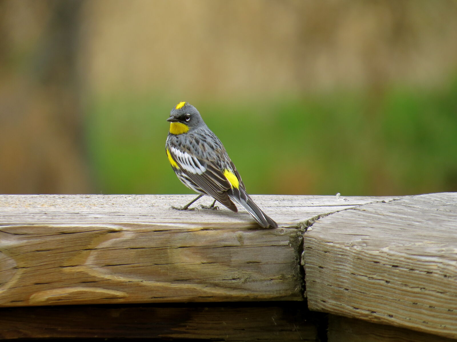 Canon PowerShot SX50 HS sample photo. Close, up, of, bird photography