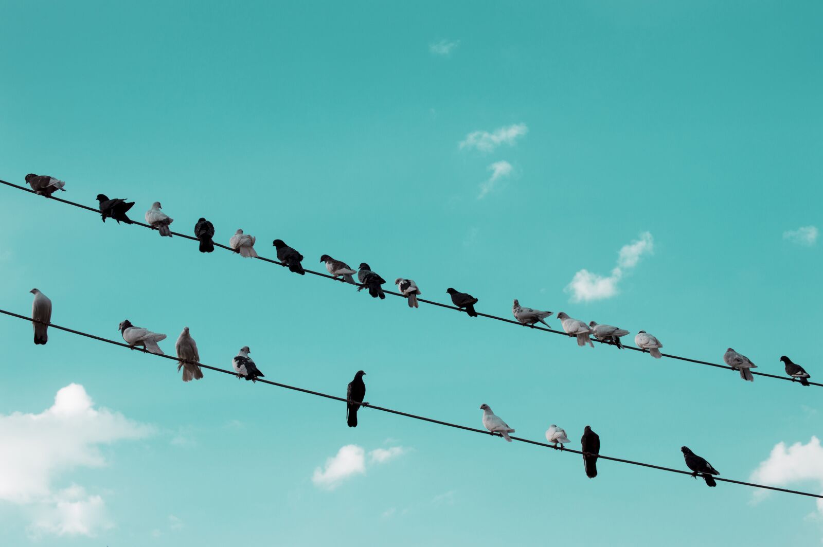 Nikon D3200 sample photo. Nature, pigeon, wild photography