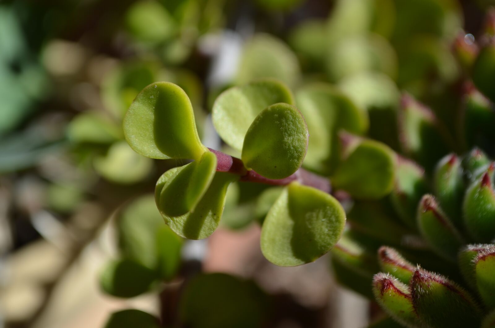 Nikon D5100 sample photo. Succulent, green, color photography