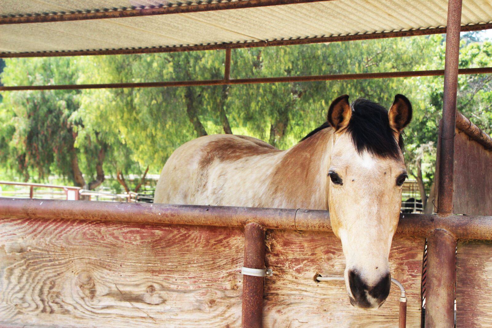 Canon EOS 600D (Rebel EOS T3i / EOS Kiss X5) sample photo. Horse, ranch, rural photography