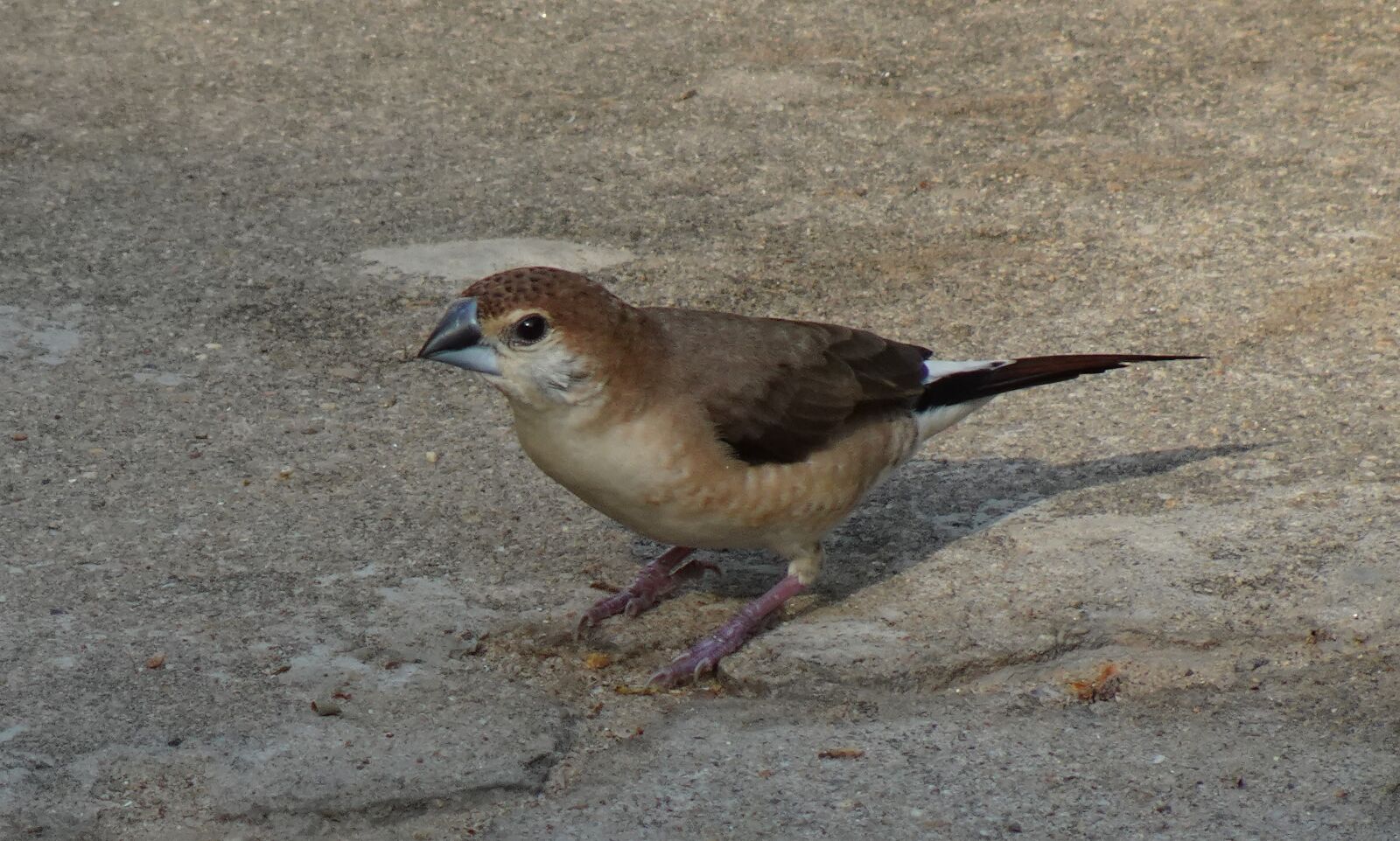 Sony DSC-WX800 sample photo. Bird, indian silverbill, white-throated photography