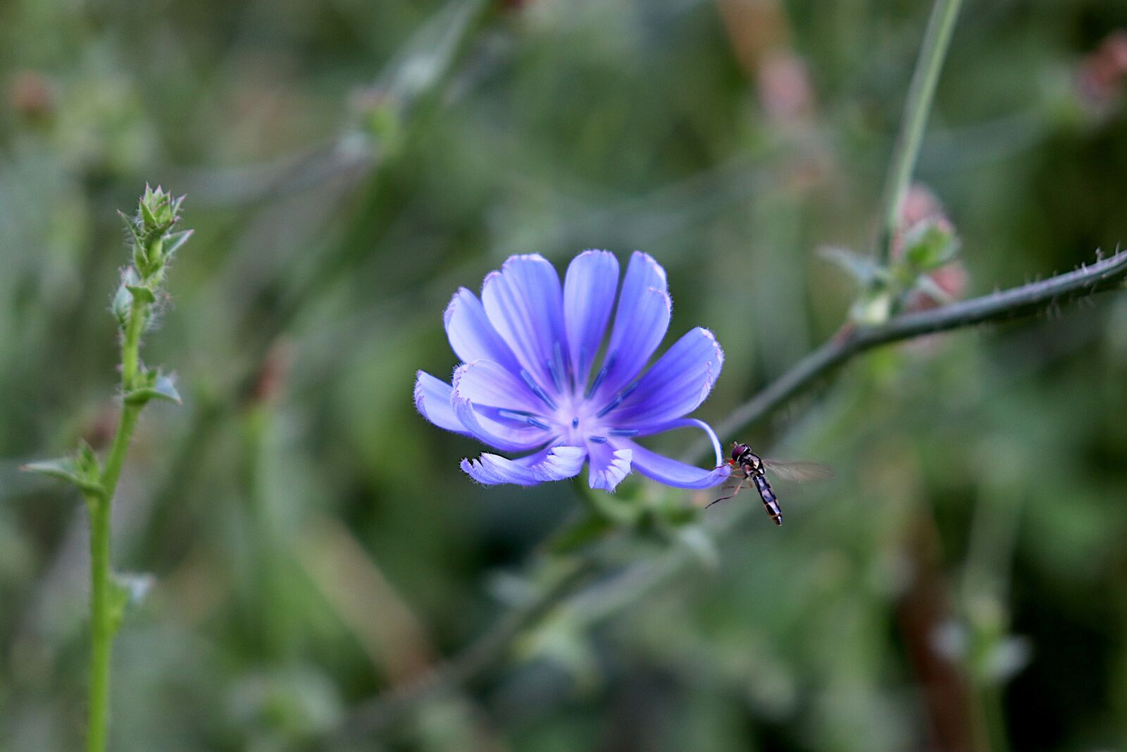 Canon EOS 800D (EOS Rebel T7i / EOS Kiss X9i) sample photo. Blueberry, flowers, fleurs des photography