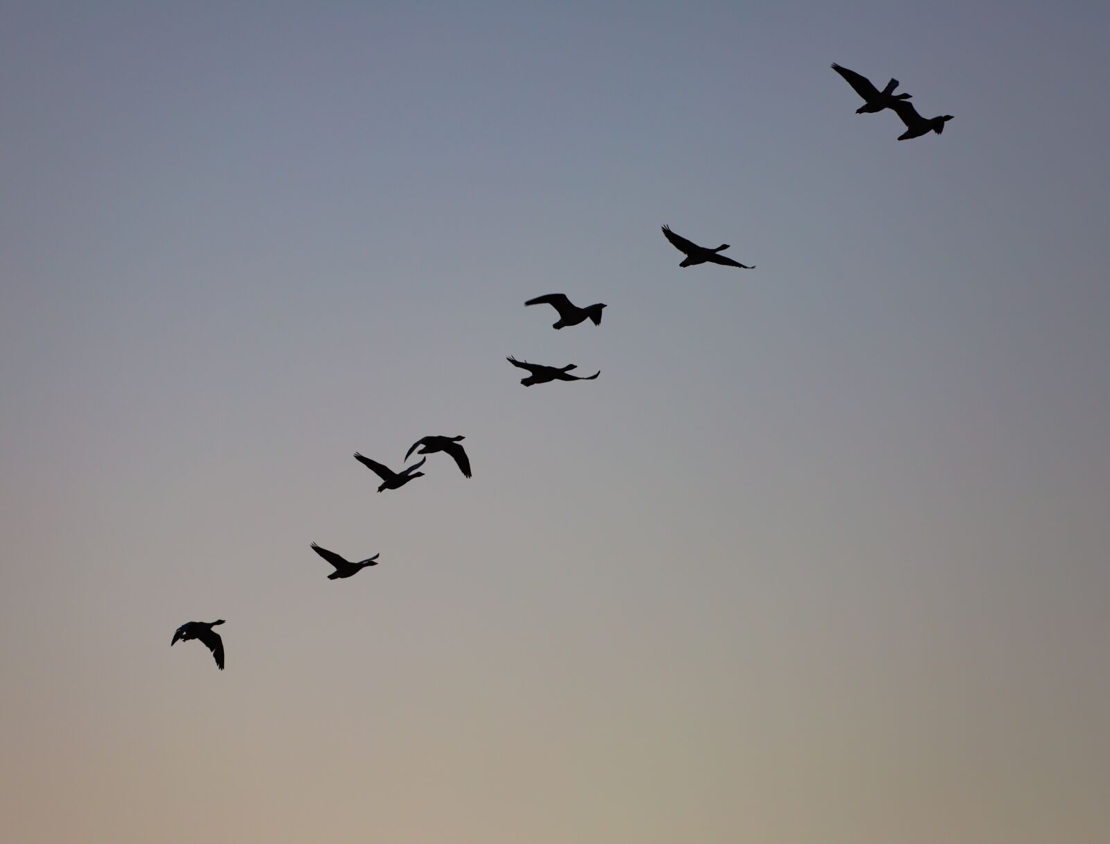 Canon EOS 5D Mark III sample photo. Geese, wild, flying photography