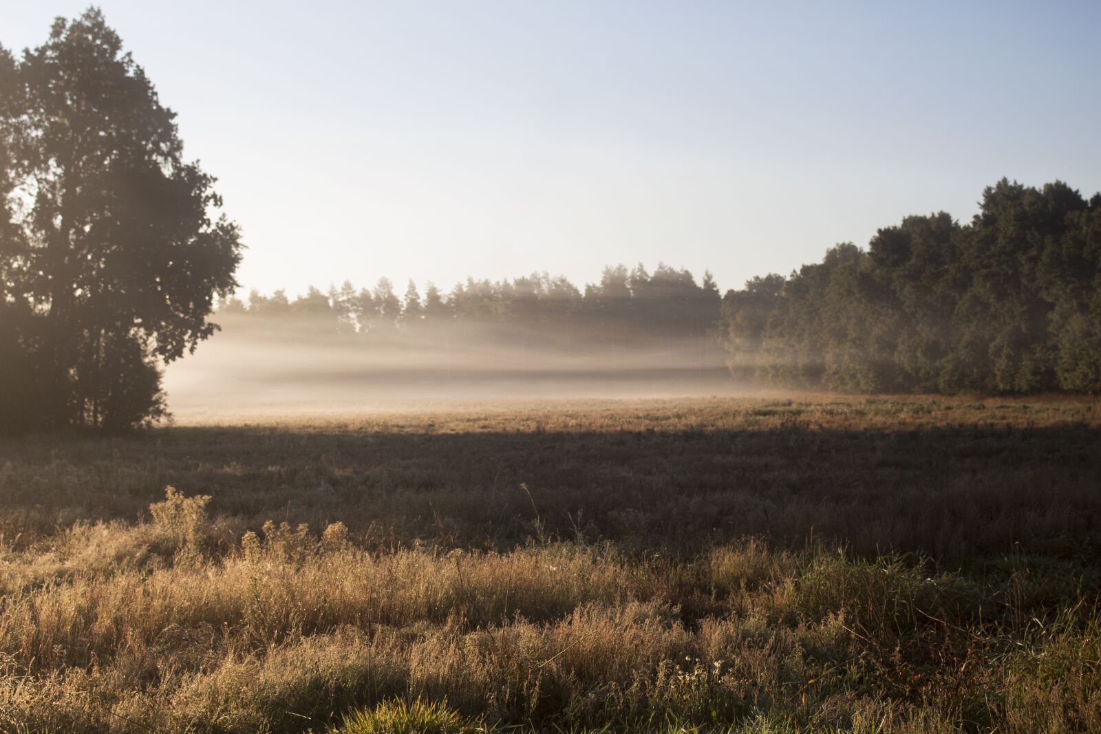 Canon EOS 700D (EOS Rebel T5i / EOS Kiss X7i) sample photo. The fog, vaguely, meadow photography