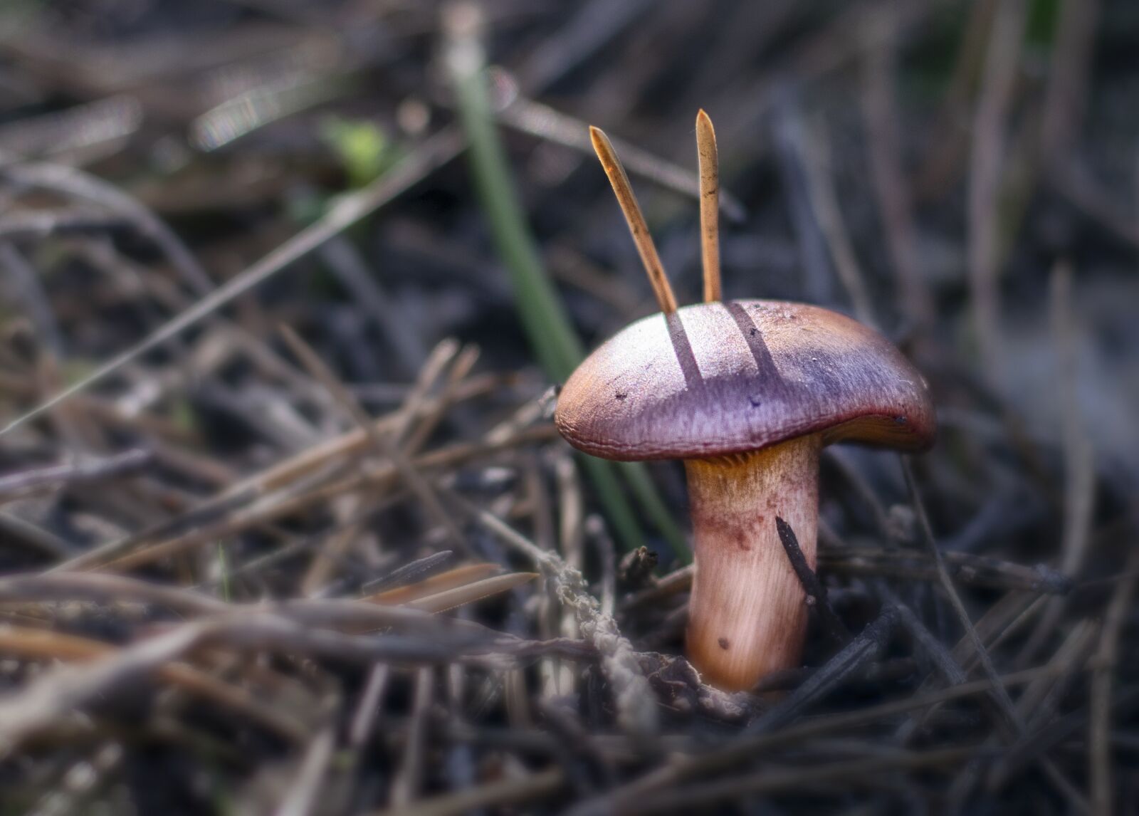 Nikon D3300 sample photo. Mushroom, autumn, forest photography