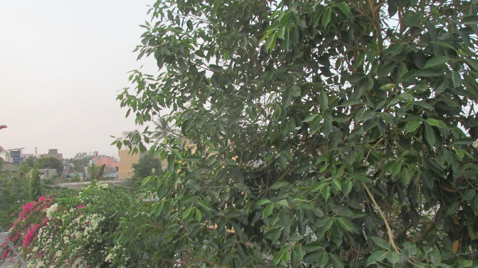 Canon PowerShot SX170 IS sample photo