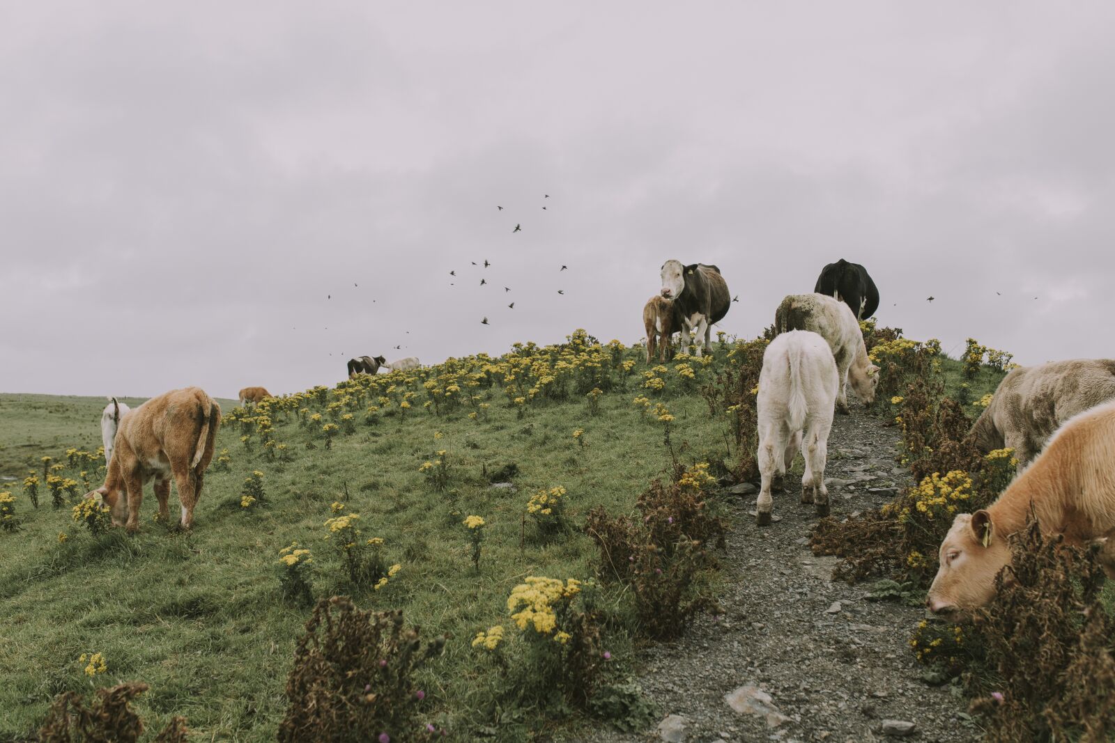 Canon EOS 5D Mark III sample photo. Cow, cattle, meadow photography