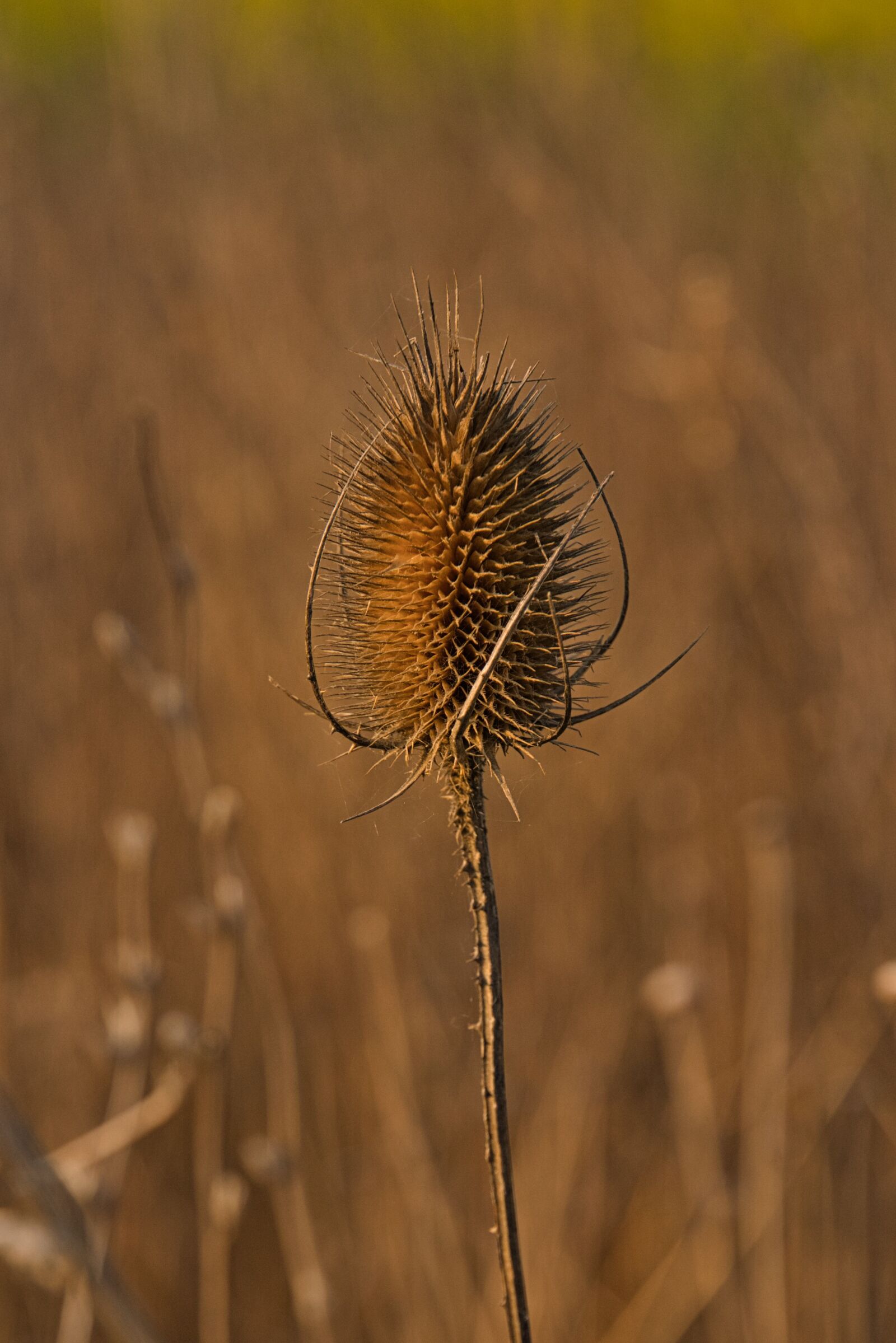 Sony a6400 sample photo. Kardengewaechs, geissblattgewaechs, wild teasel photography
