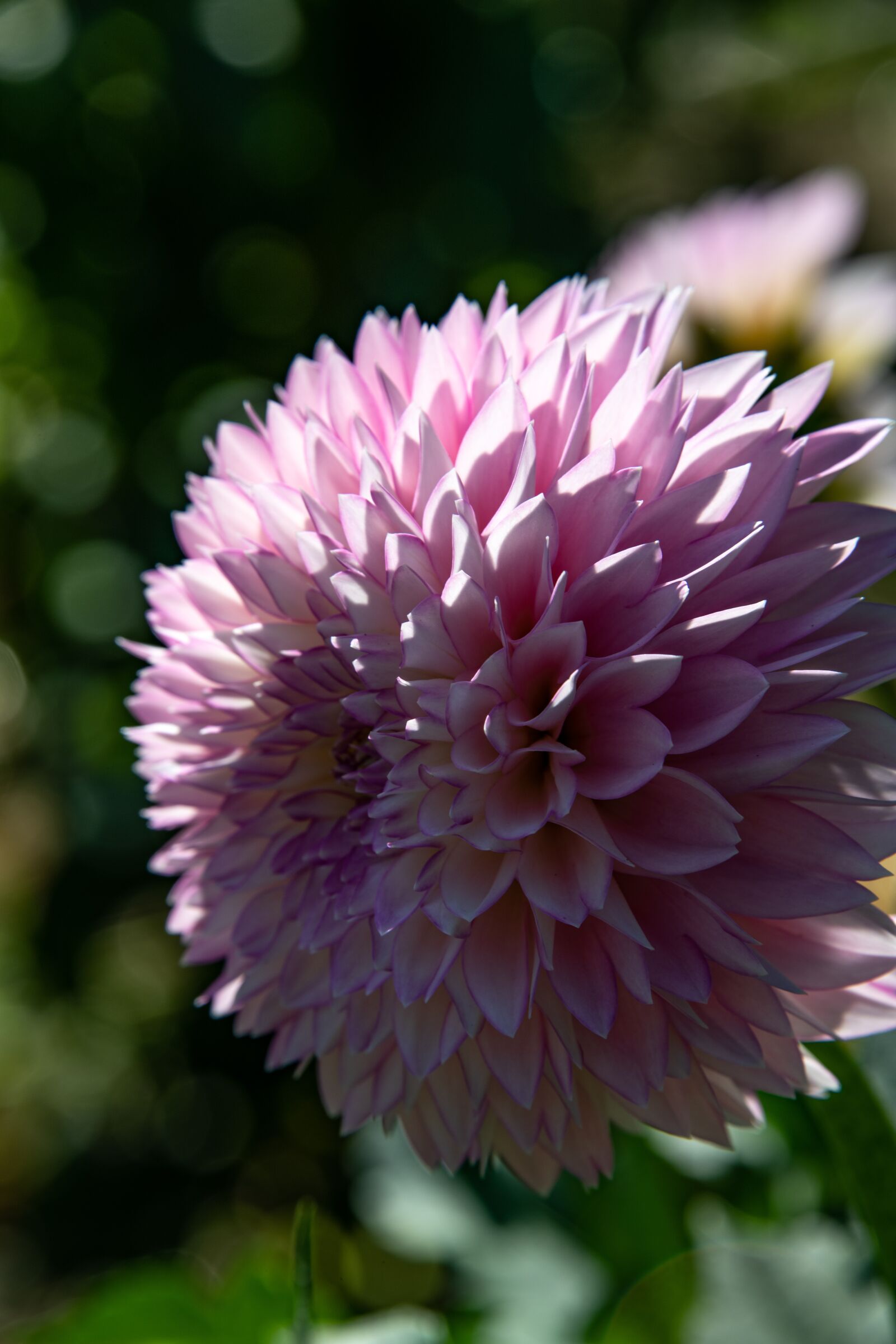 Nikon D850 sample photo. Dahlia, flower, blossom photography