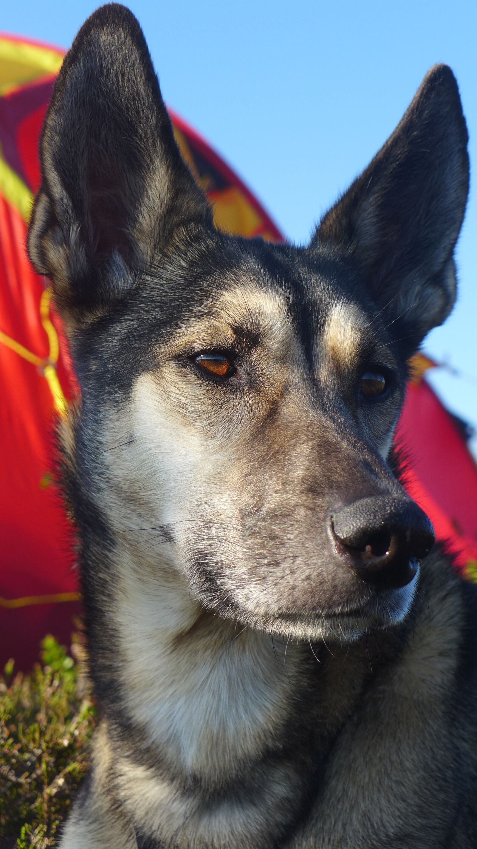 Panasonic Lumix DMC-LX7 sample photo. Alaskan husky, husky, tour photography