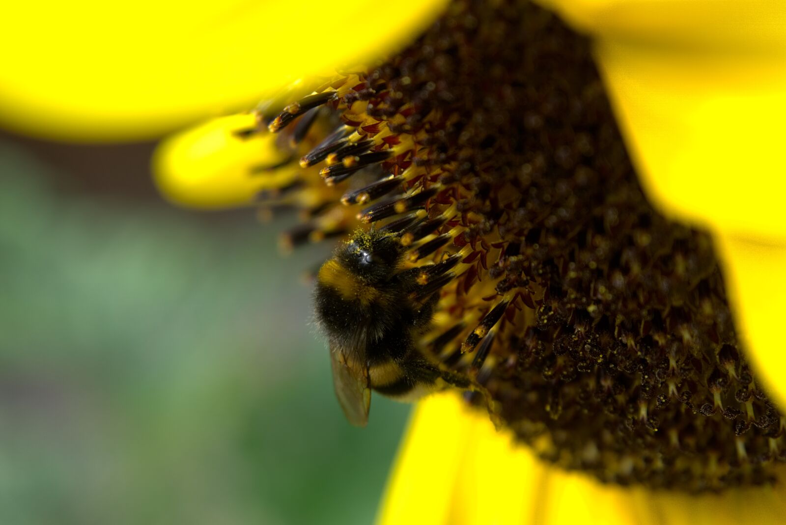 Sony a6000 sample photo. Hummel, sunflower, pollen photography