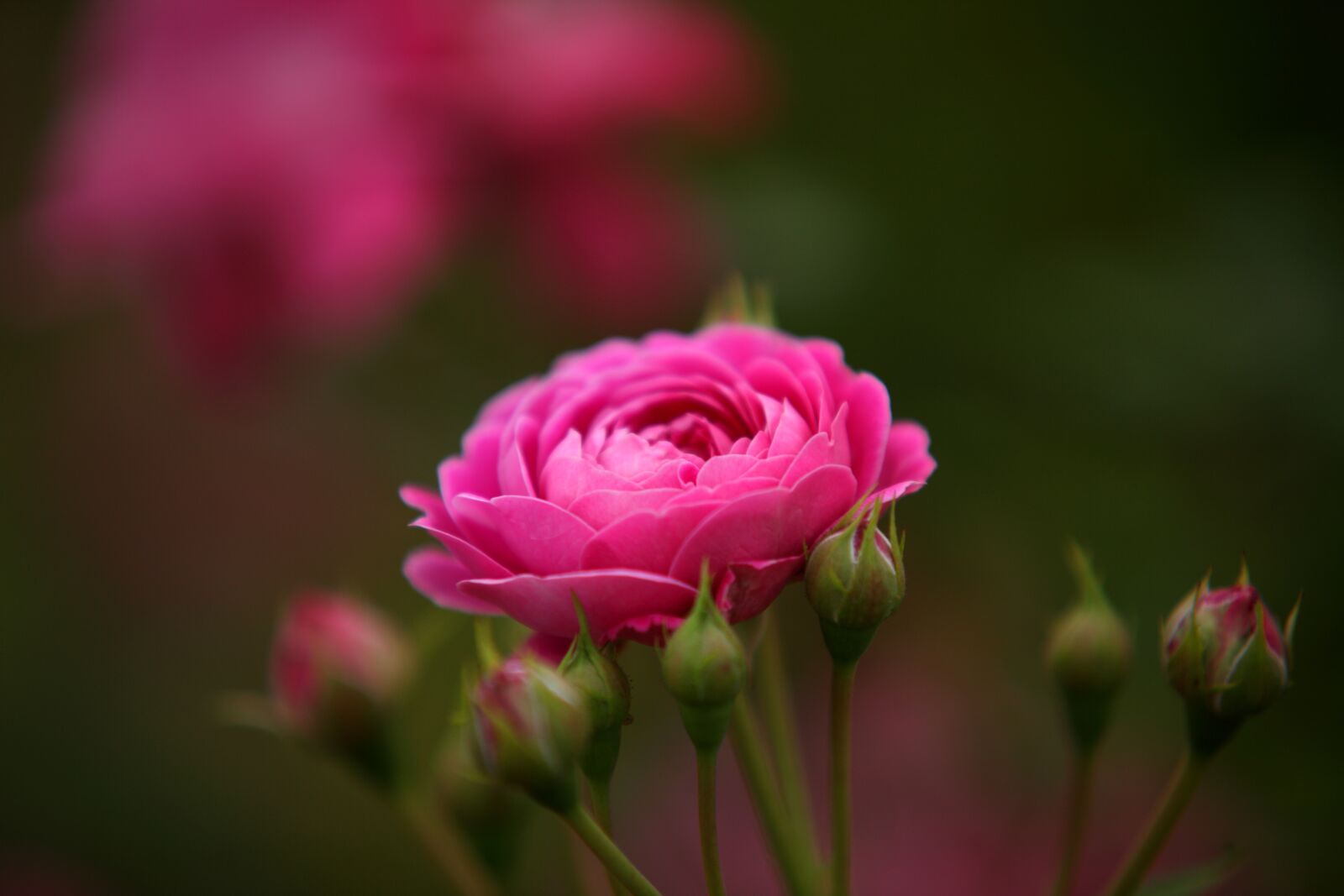 Canon EOS 5D Mark II sample photo. Flowers, nature, plants photography