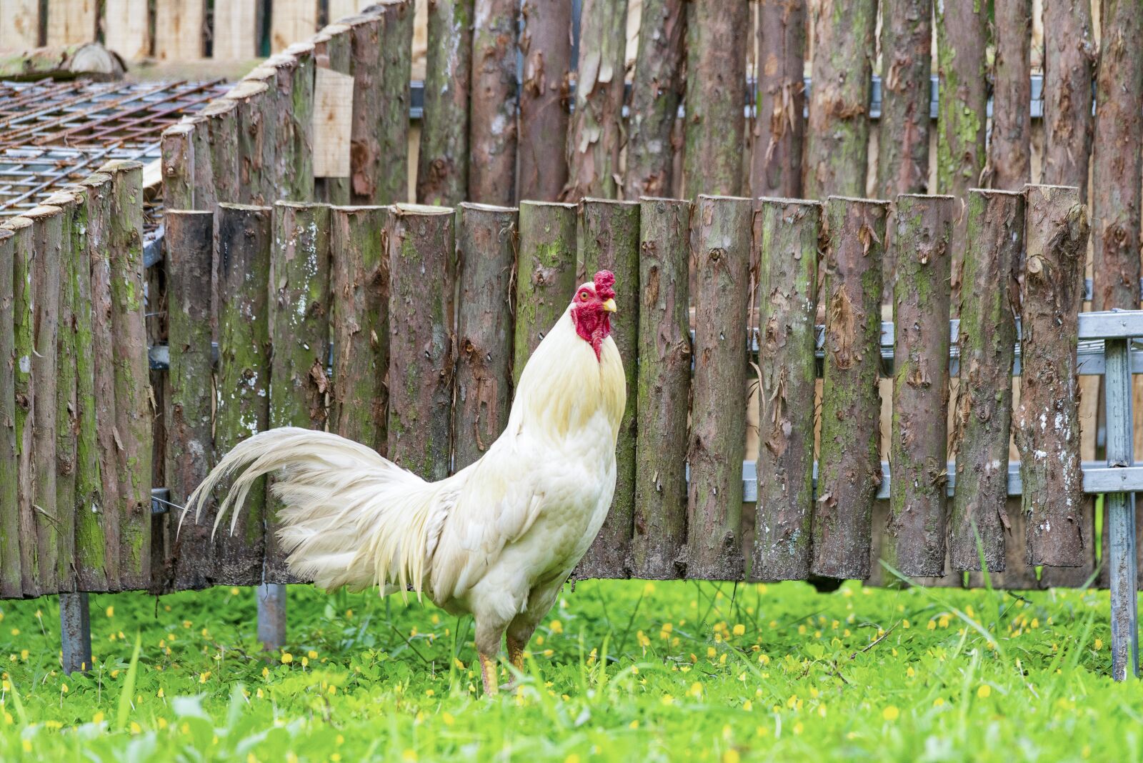 Nikon D810 sample photo. Chicken, rico, delicious photography