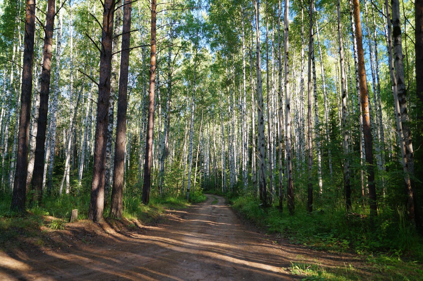 Sony SLT-A57 sample photo. Forest, trees, silence photography