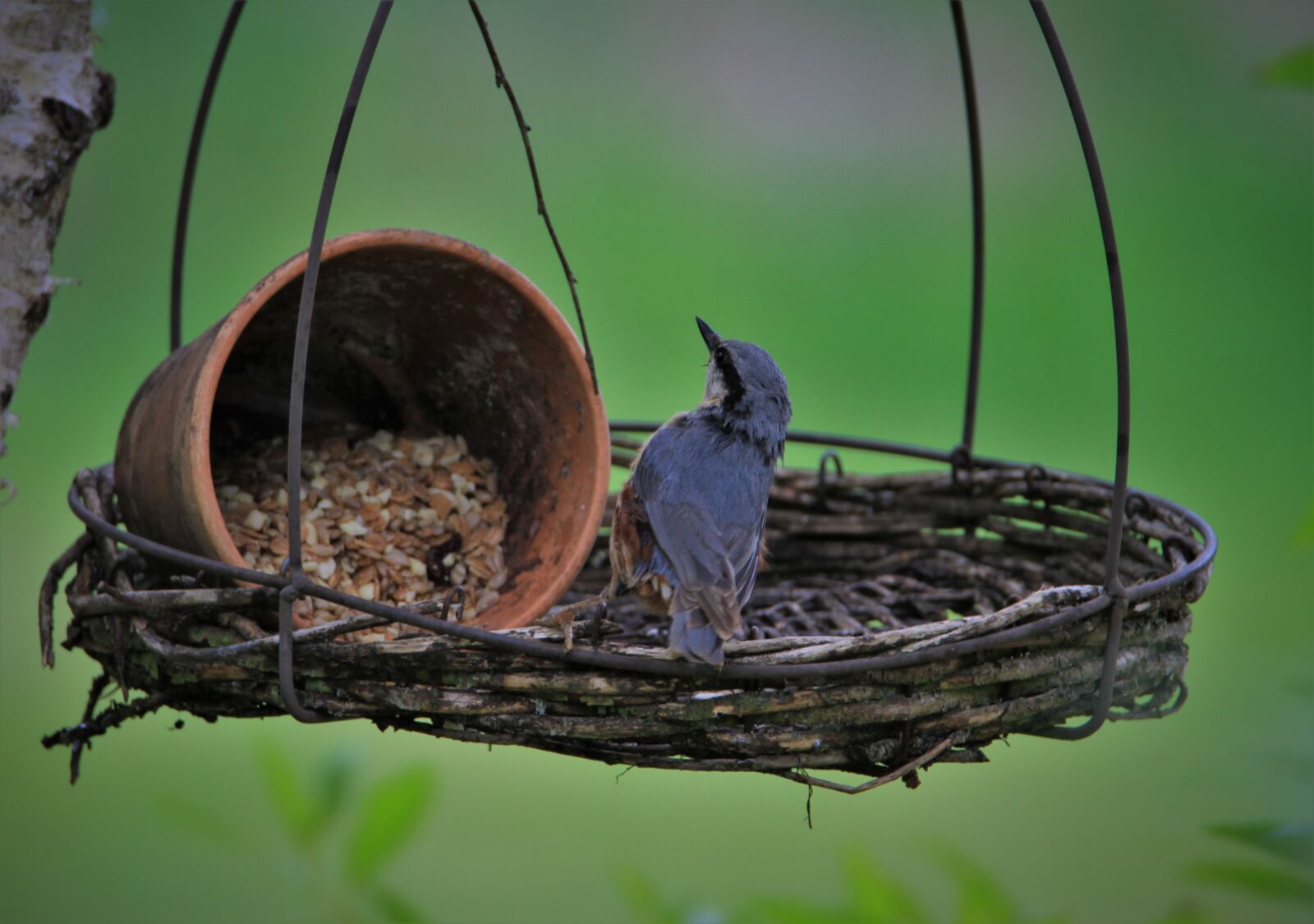 Tamron SP 150-600mm F5-6.3 Di VC USD sample photo. Kleiber, songbird, bird photography