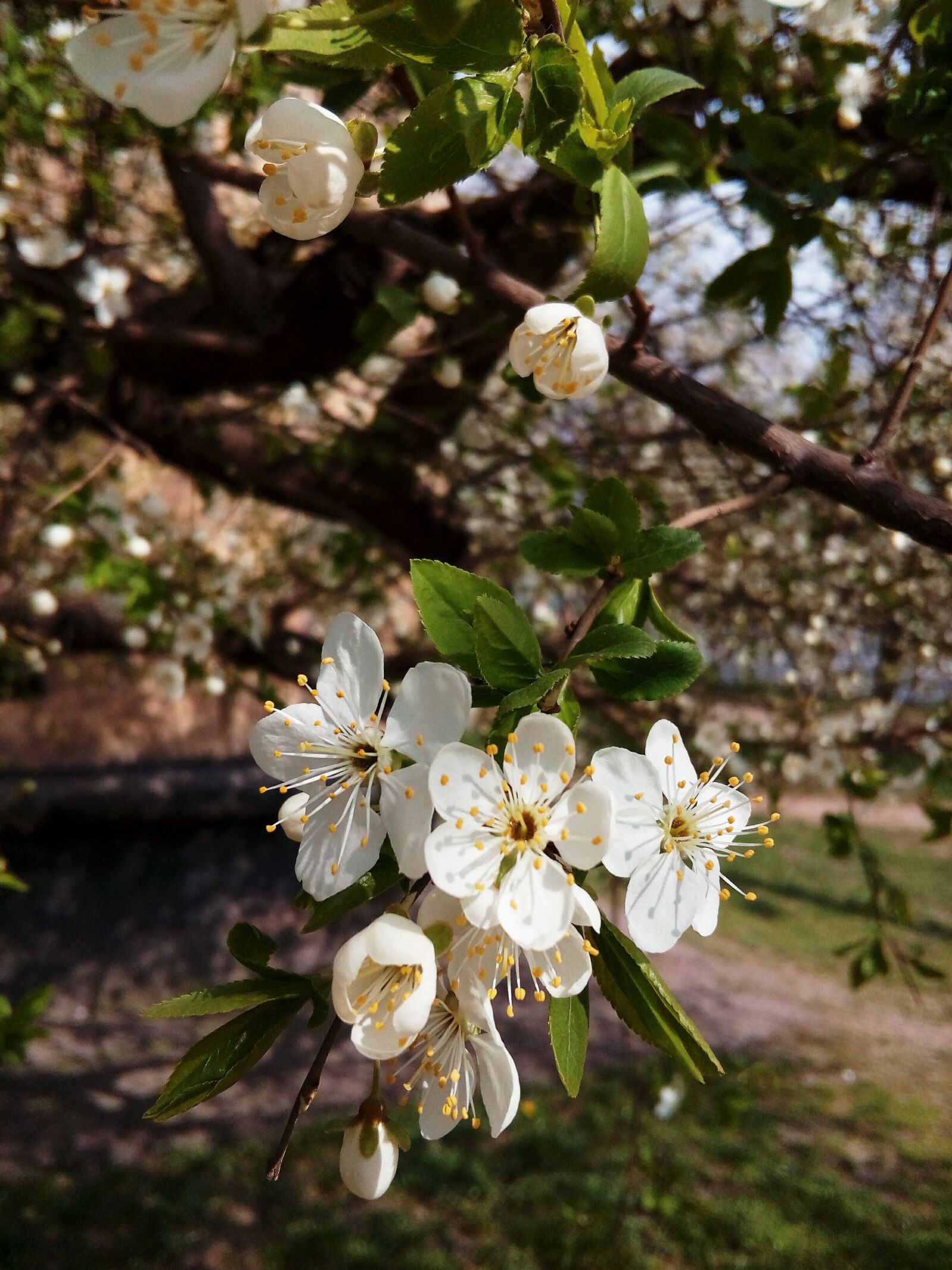 HUAWEI Y5II sample photo. Plants, nature, greens photography