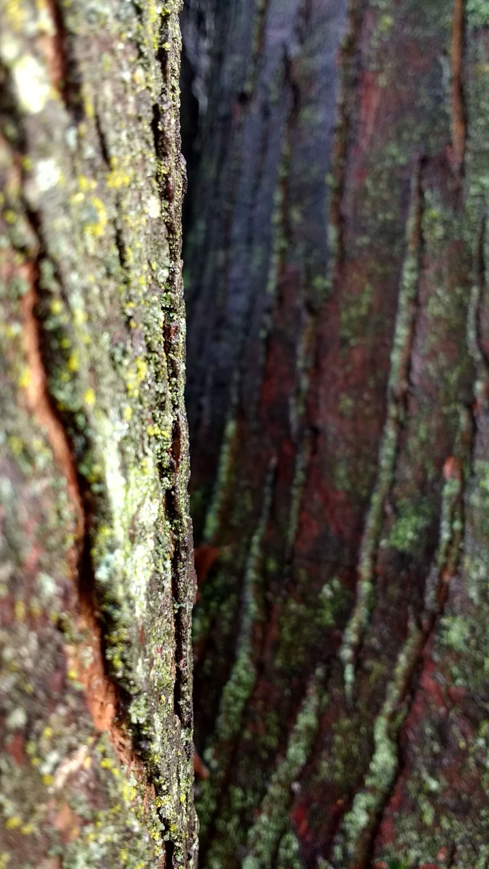 Motorola Moto G (4) sample photo. Tree, bark, nature photography