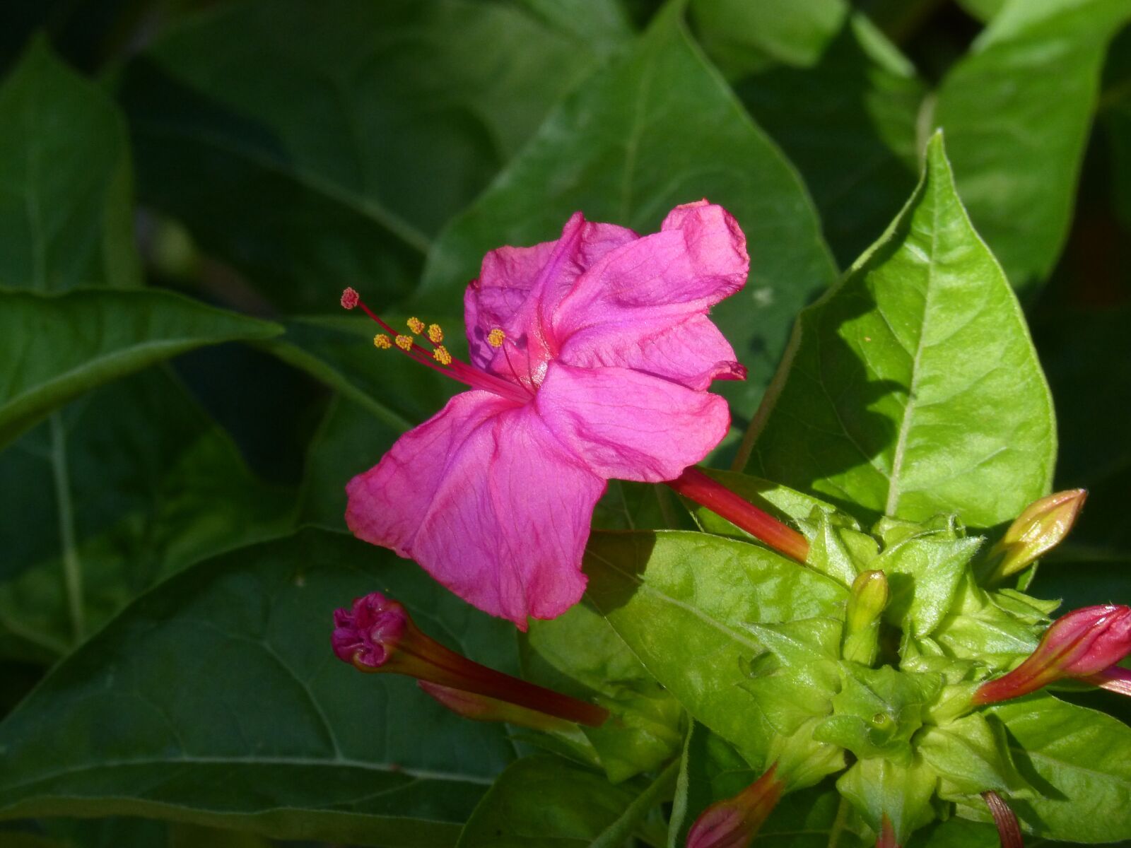 Panasonic DMC-FZ62 sample photo. Flower, magenta, john's night photography