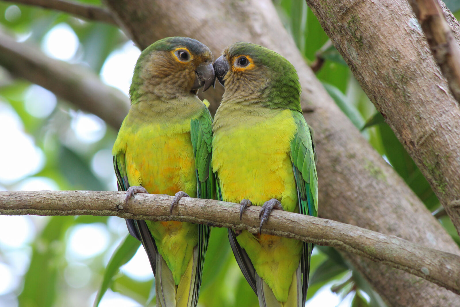 Canon EOS 600D (Rebel EOS T3i / EOS Kiss X5) + Canon EF-S 55-250mm F4-5.6 IS II sample photo. Bird, brown, throated, parakeet photography