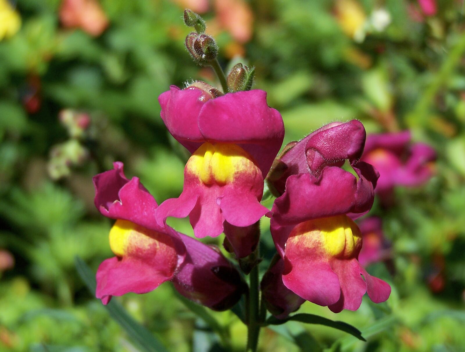 Kodak Z740 ZOOM DIGITAL CAMERA sample photo. Snapdragon, flower, lion's mouth photography