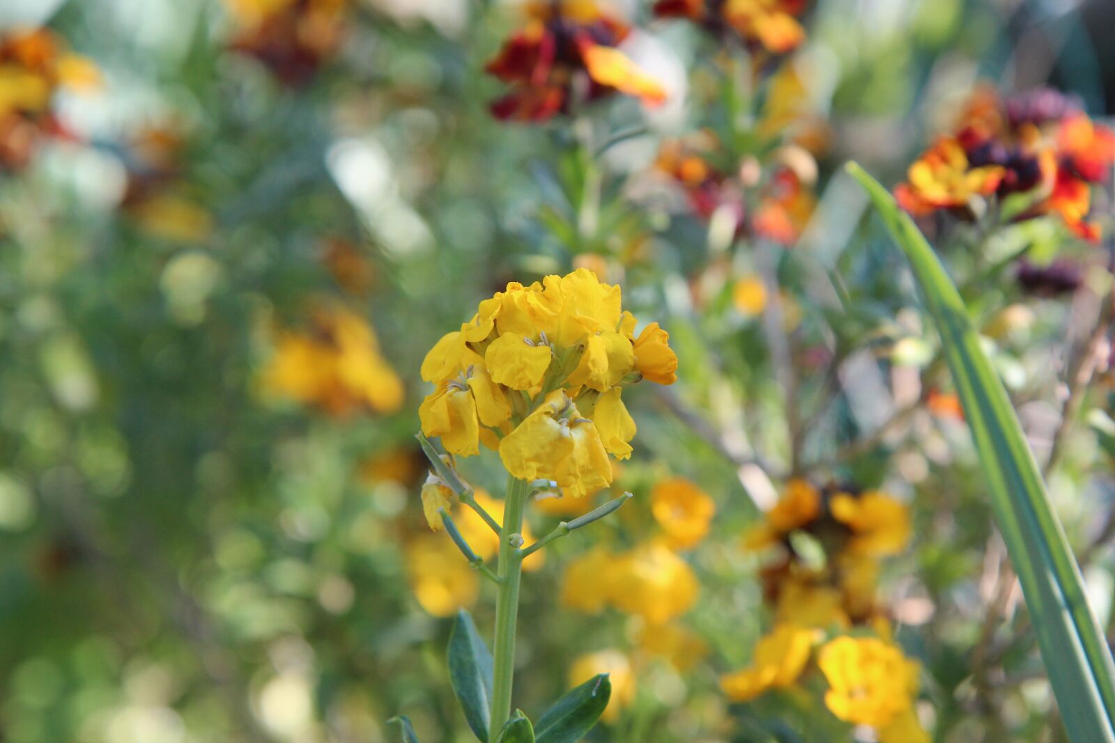 Canon EOS 600D (Rebel EOS T3i / EOS Kiss X5) + Sigma 12-24mm f/4.5-5.6 EX DG ASPHERICAL HSM + 1.4x sample photo. Wallflower, flowering, botanical garden photography